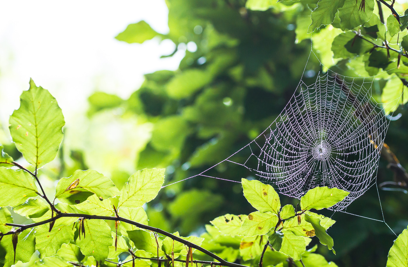 Sony a6000 + 105mm F2.8 sample photo. ... photography