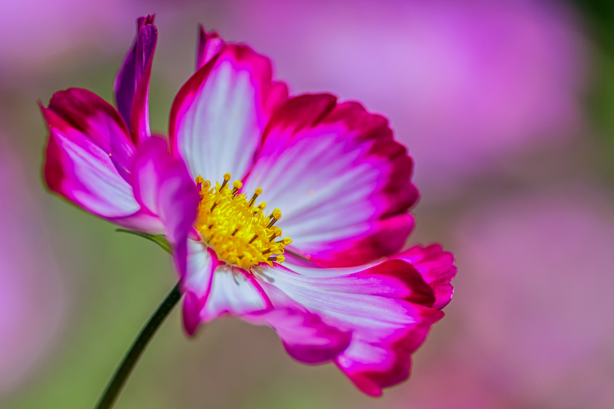 Pentax smc D-FA 100mm F2.8 Macro WR sample photo