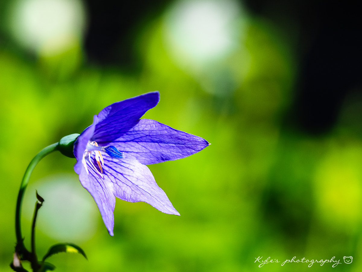 Olympus OM-D E-M1 + Sigma 150mm F2.8 EX DG Macro HSM sample photo. 桔梗 photography