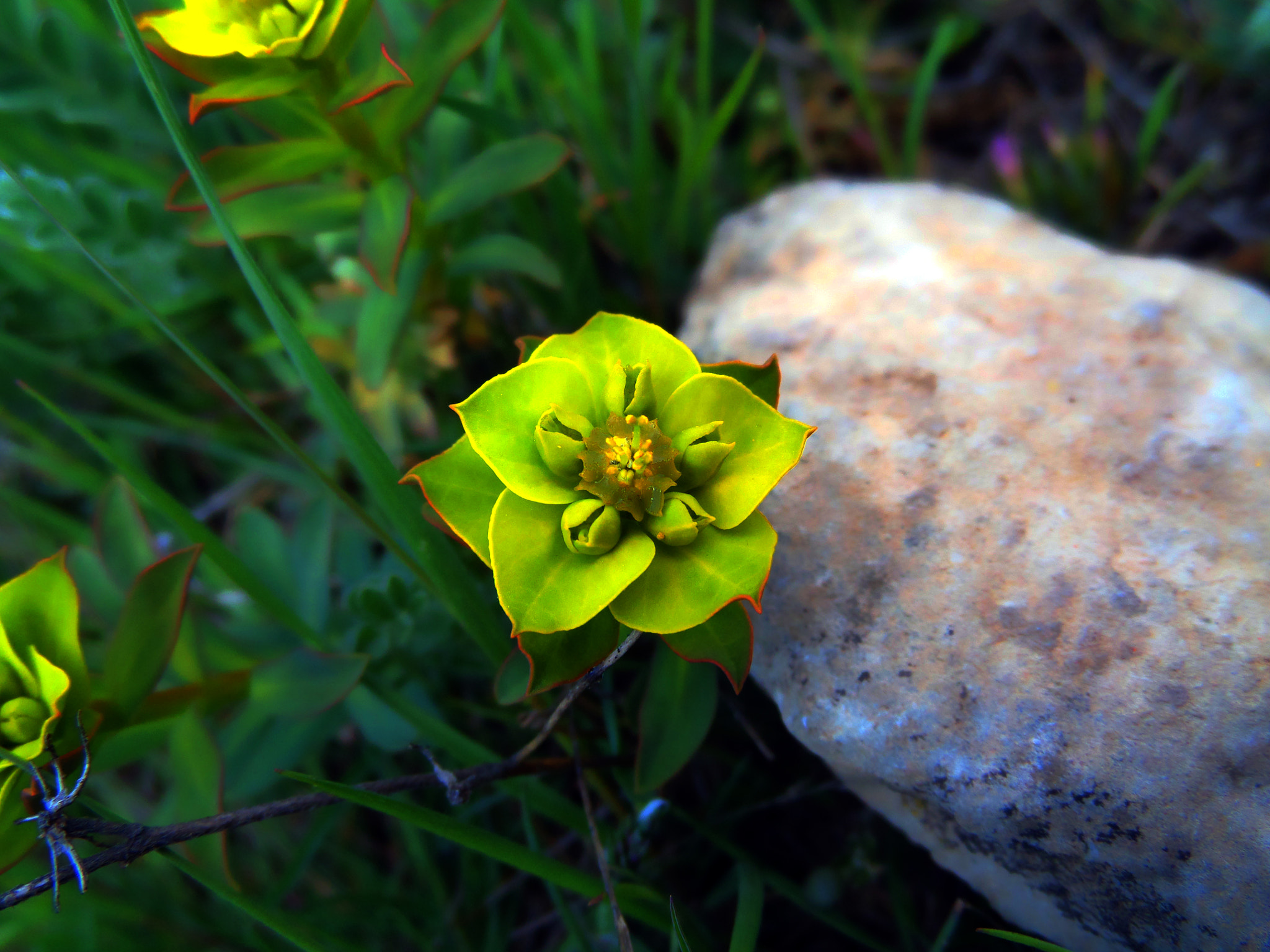 Samsung WB200F/WB201F/WB202F sample photo. Yellow flower photography