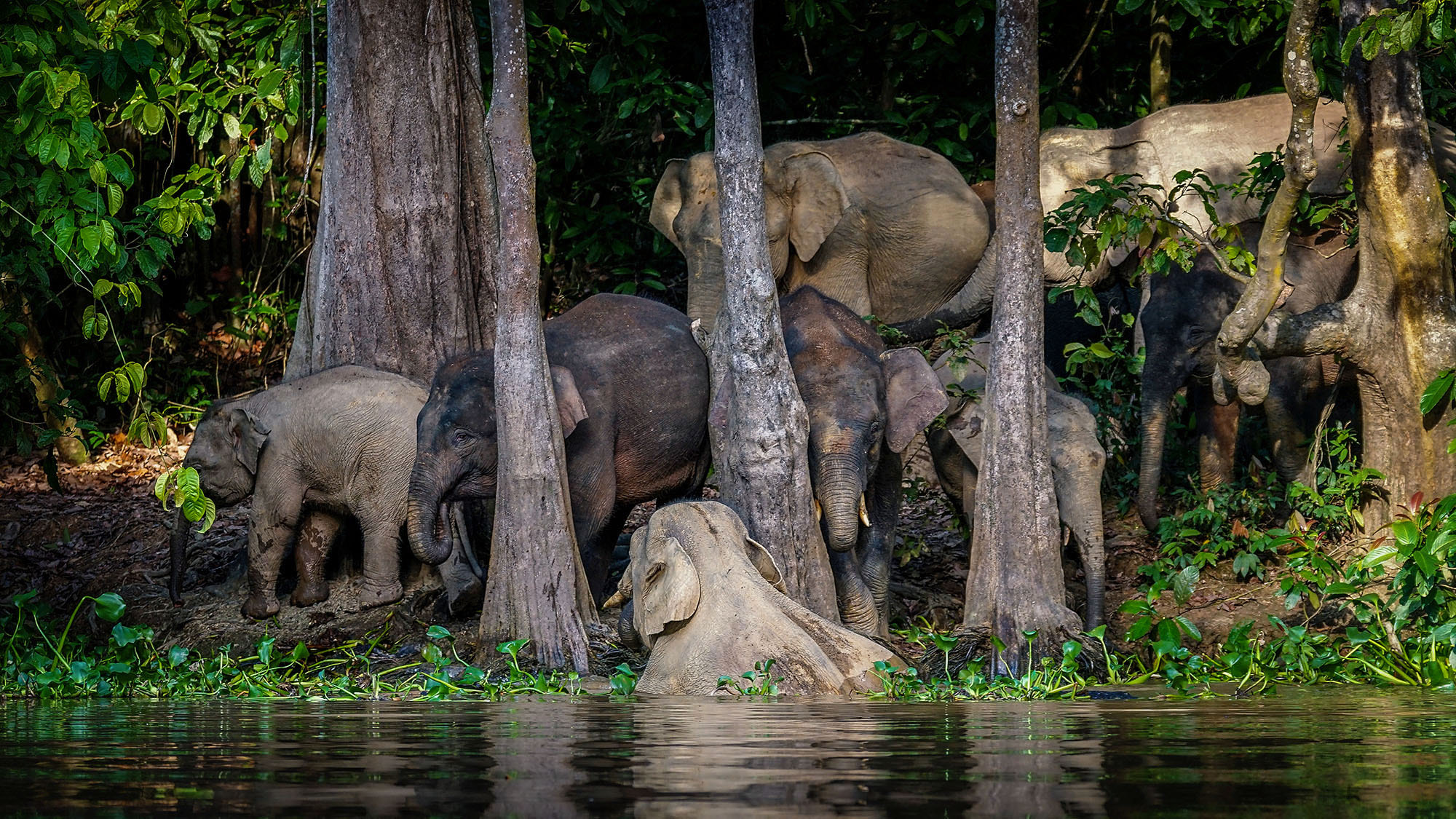 Sony a7 II + Sony 70-300mm F4.5-5.6 G SSM sample photo. Borneo pygmy elephant photography