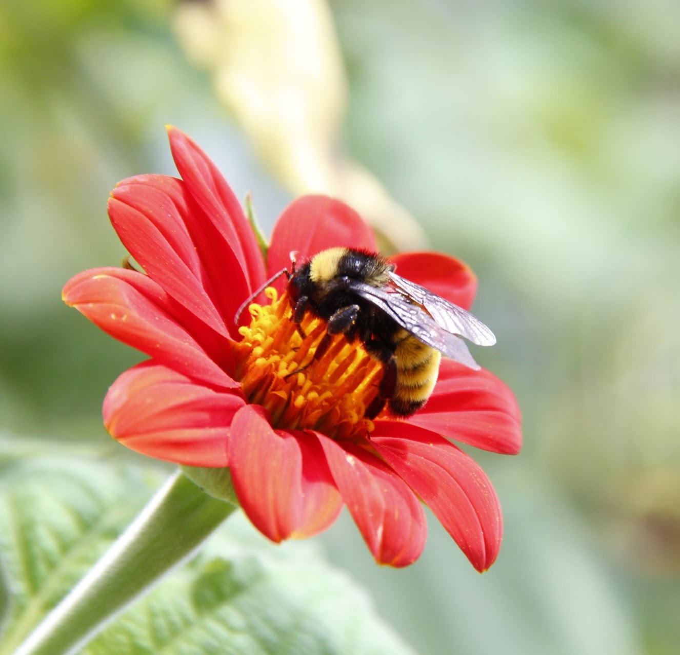 Canon EOS 650D (EOS Rebel T4i / EOS Kiss X6i) sample photo. Patience tested!! photography