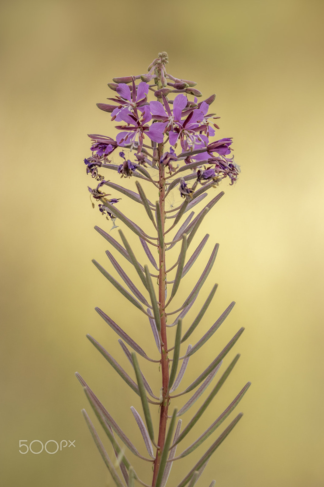Canon EF 70-200mm F2.8L IS II USM sample photo. Purple flower in the sunlight photography