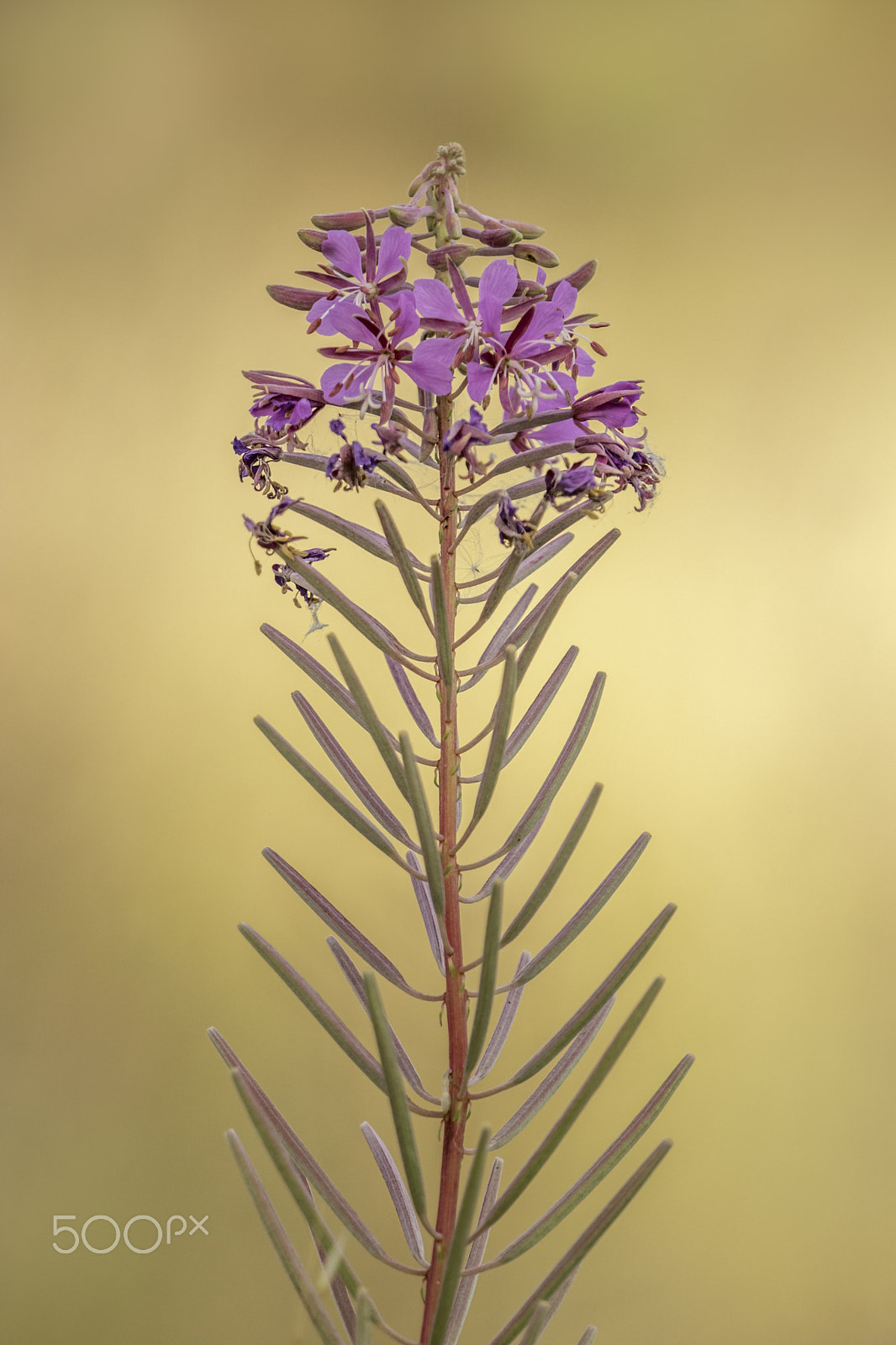 Canon EOS 80D + Canon EF 70-200mm F2.8L IS II USM sample photo. Purple flower in the sunlight photography