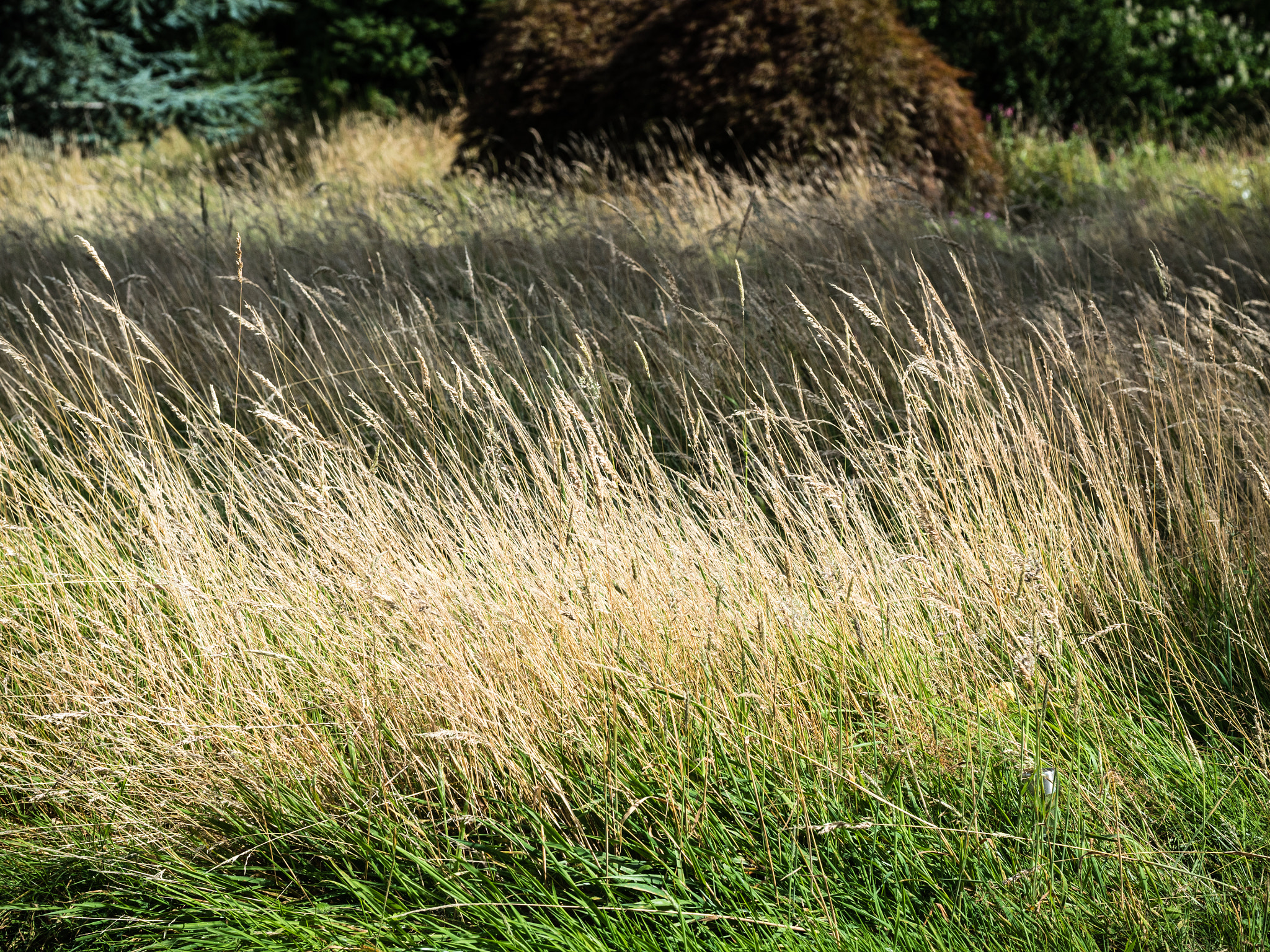 Olympus PEN E-PL7 sample photo. Grasses photography