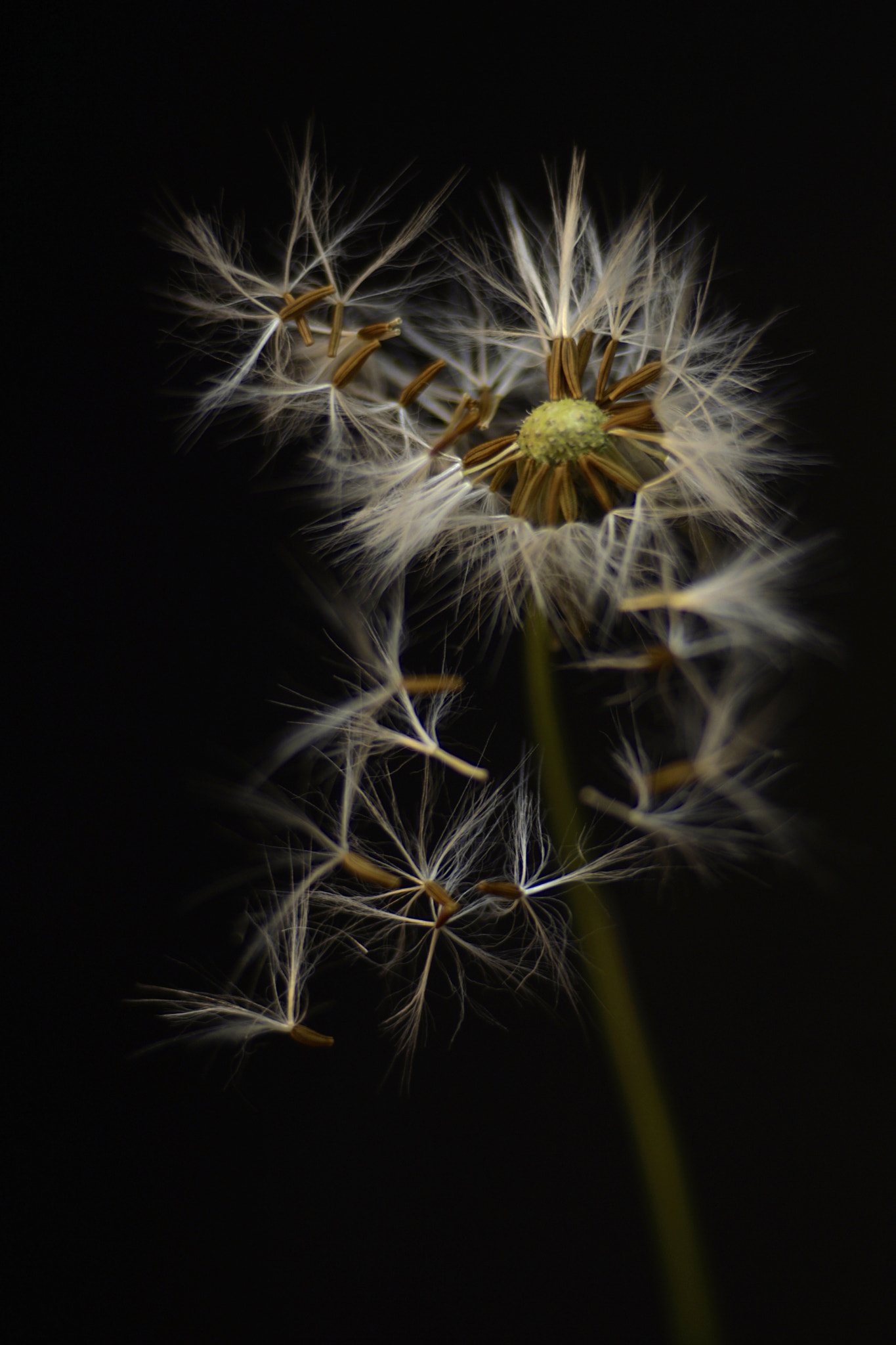 Sony a6000 + Tamron SP AF 90mm F2.8 Di Macro sample photo. A merced del viento photography