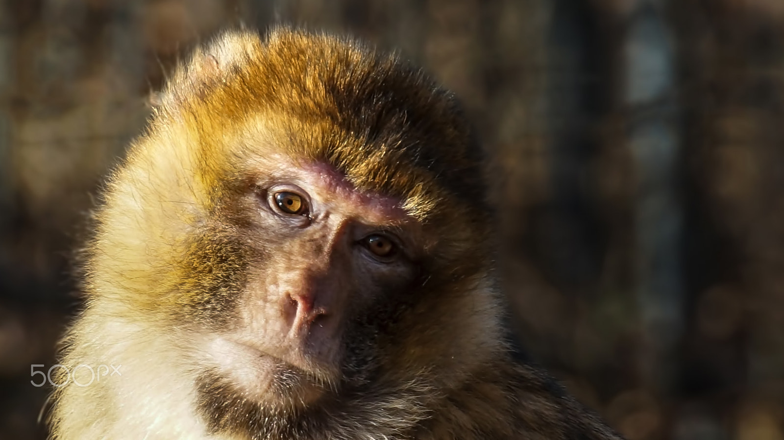 Tamron SP 70-300mm F4-5.6 Di USD sample photo. Berberaffe photography