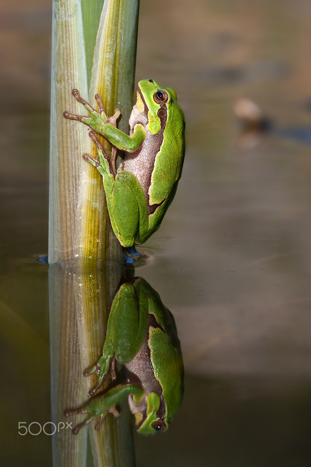 Canon EOS 40D + Canon EF 100mm F2.8 Macro USM sample photo. Tree frog (hyla arborea) with reflection on water photography