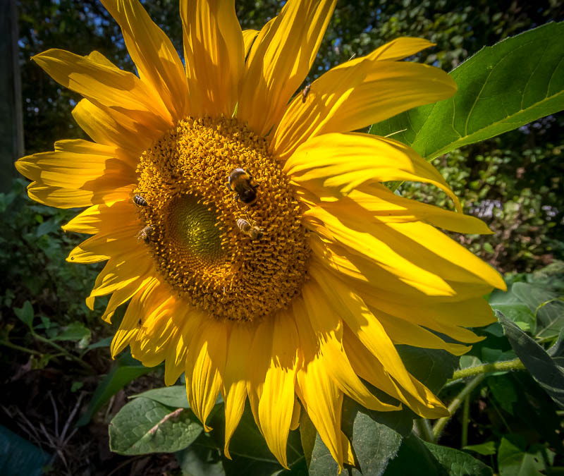 Olympus OM-D E-M5 + Panasonic Lumix G Vario 7-14mm F4 ASPH sample photo. Sunflower with bees. photography