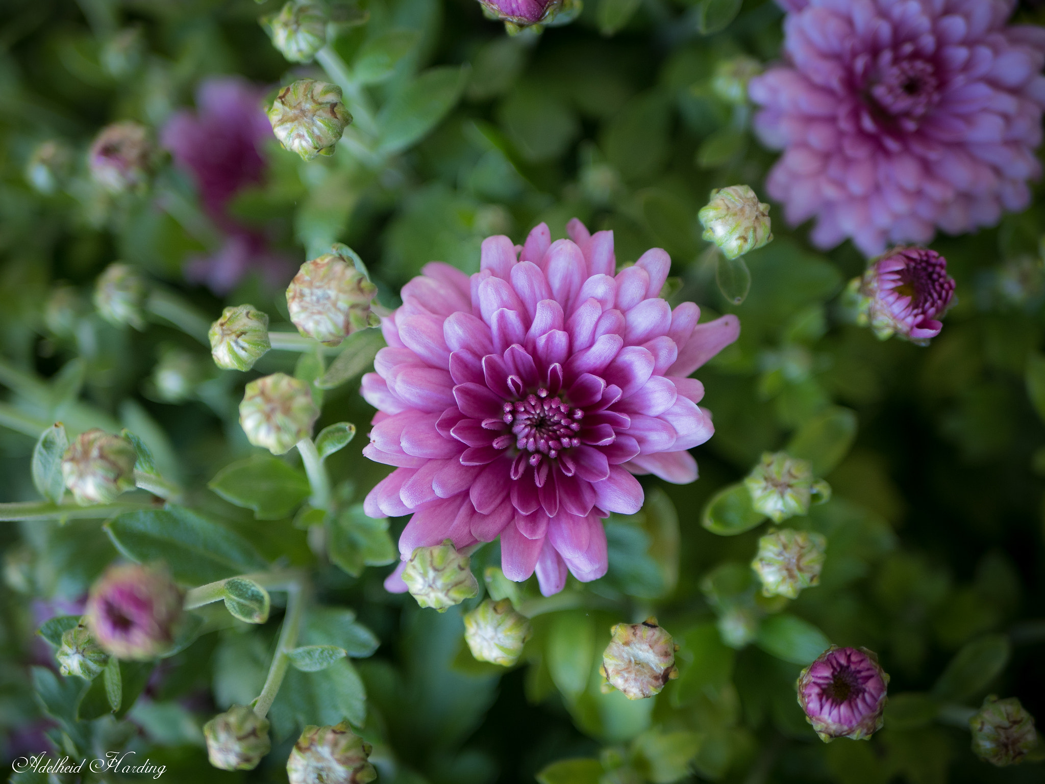 LUMIX G 25/F1.7 sample photo. Chrysanthemum photography