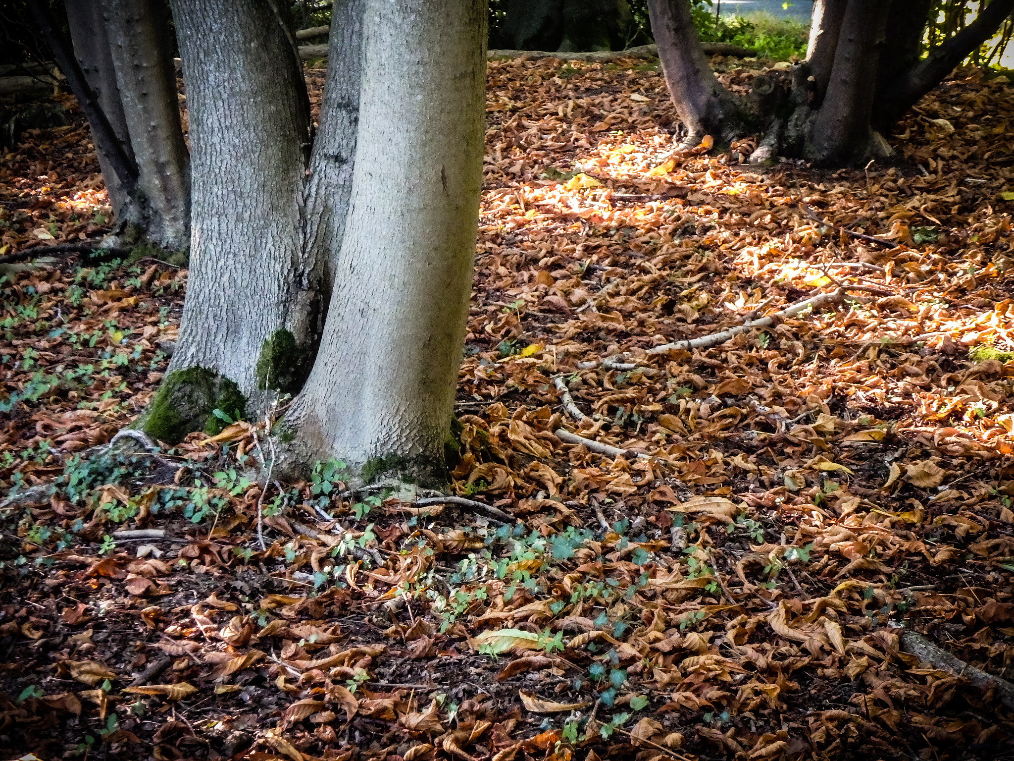 Olympus TG-860 sample photo. Early autumn photography