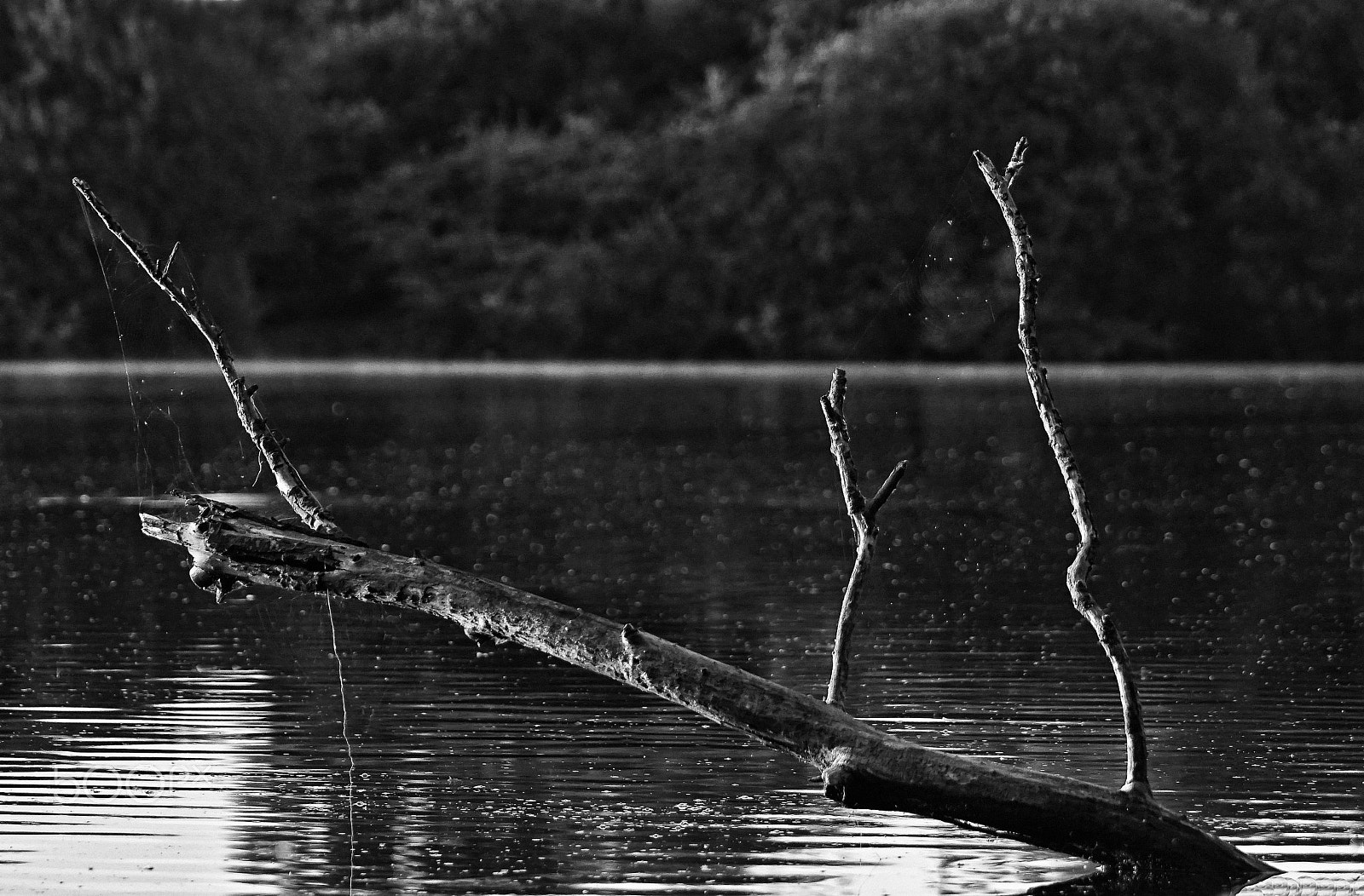 Sony a6000 + Sony 70-400mm F4-5.6 G SSM sample photo. Old branch photography