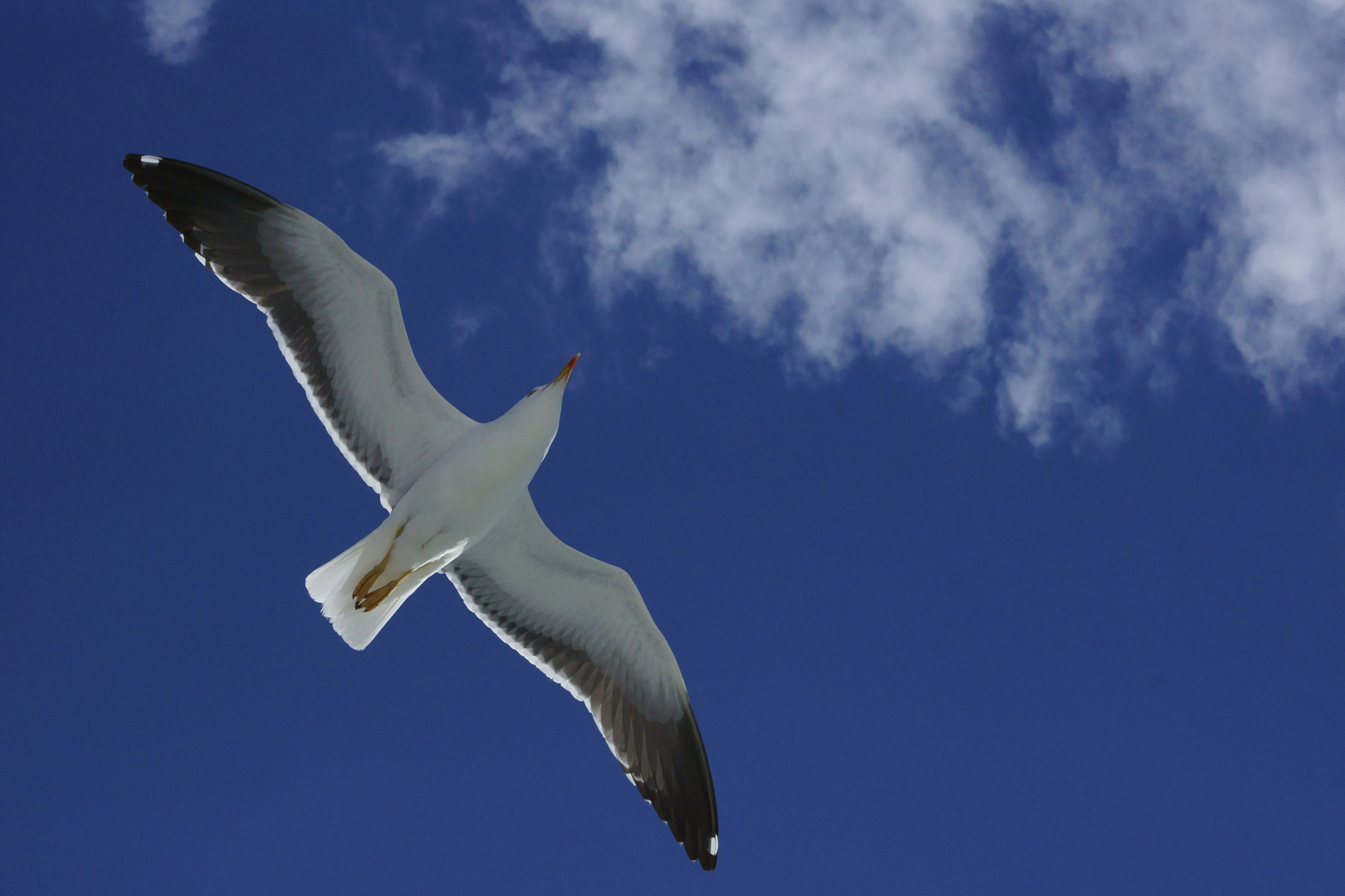 Sony SLT-A77 + Sony DT 55-200mm F4-5.6 SAM sample photo. Seagull in norway photography