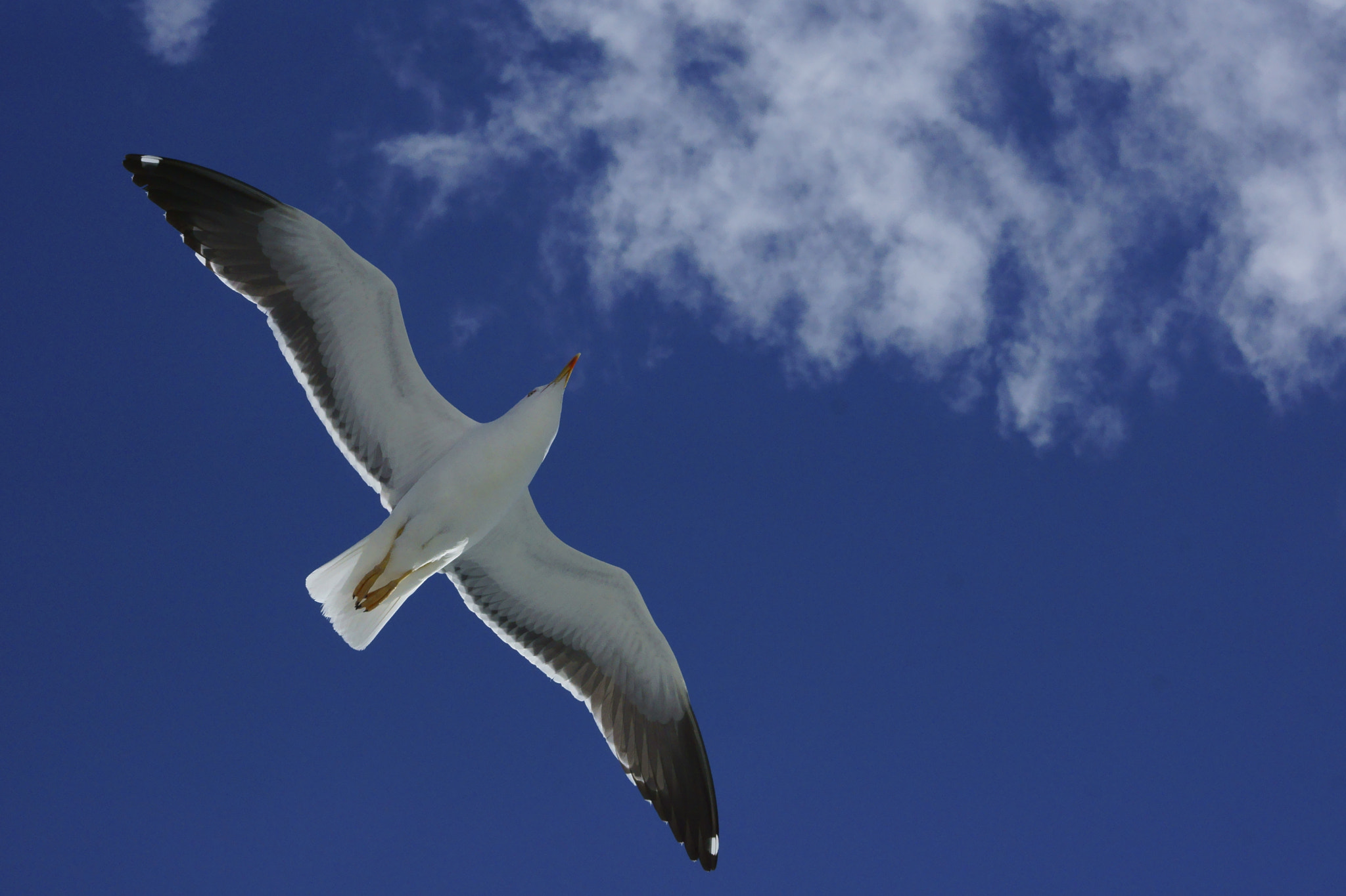 Sony DT 55-200mm F4-5.6 SAM sample photo. Seagull in norway photography