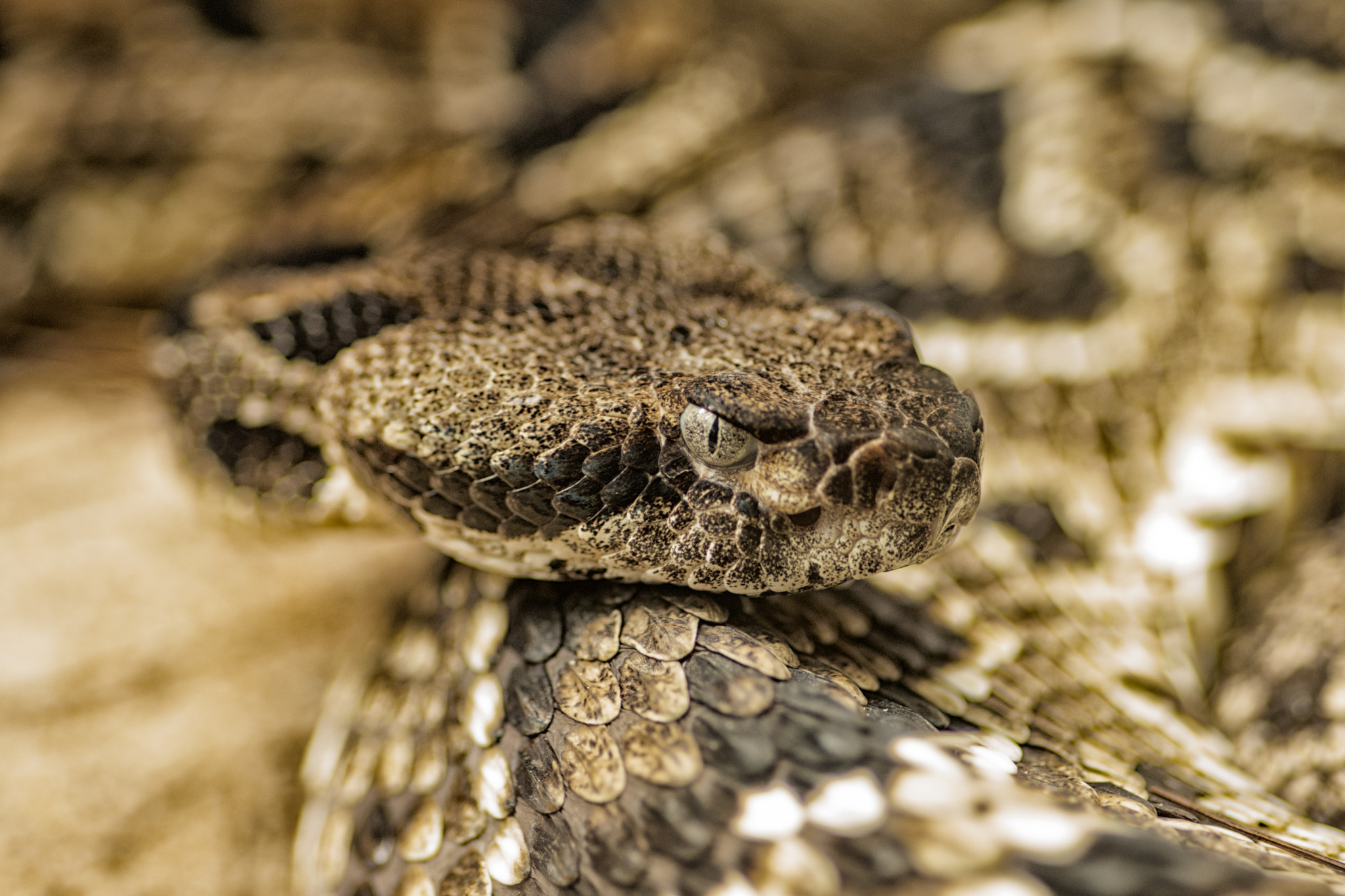 Nikon D7200 + Tokina AT-X Pro 100mm F2.8 Macro sample photo. Snake photography