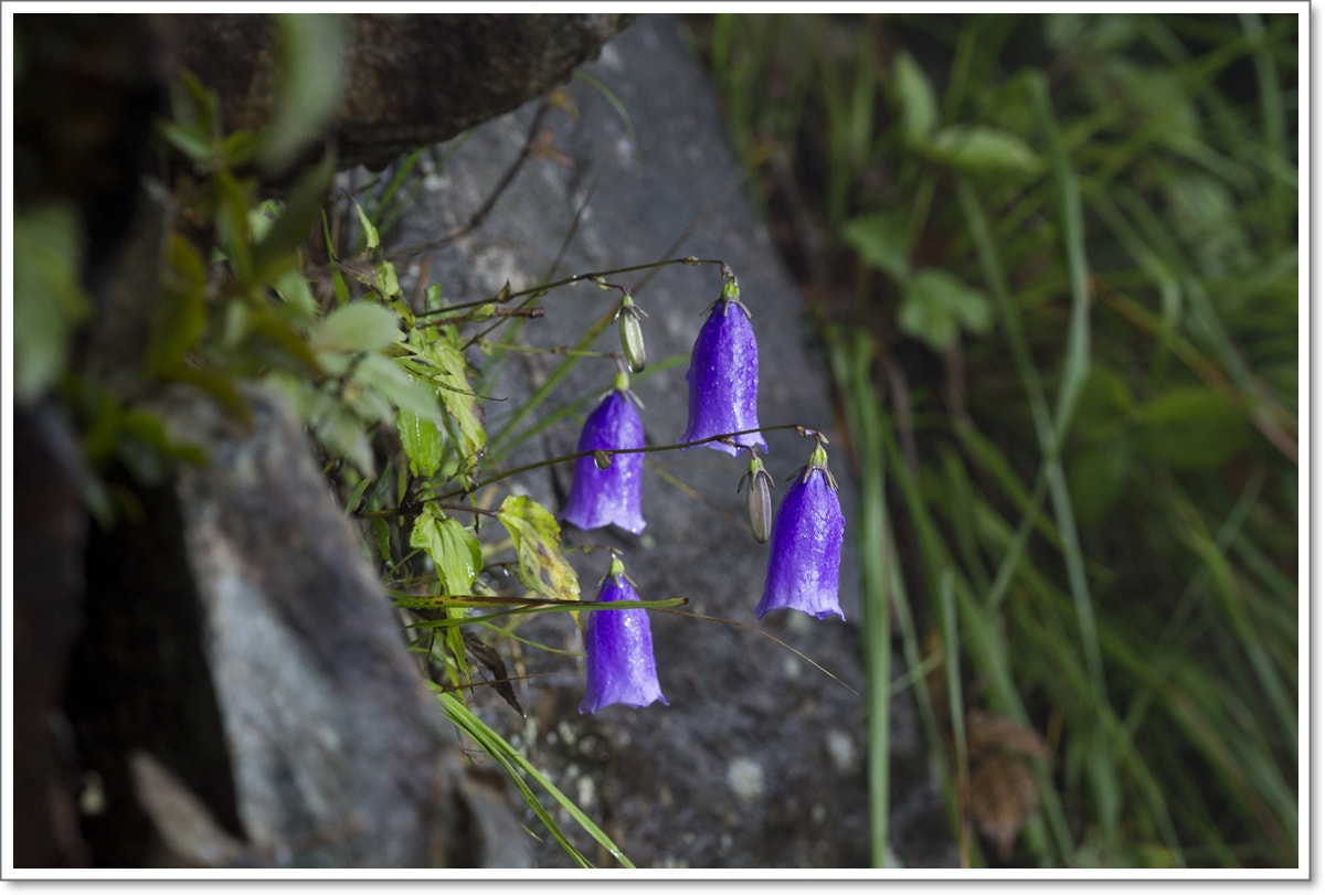 Nikon D4S + Nikon AF Micro-Nikkor 200mm F4D ED-IF sample photo. Gumkang bluebell photography