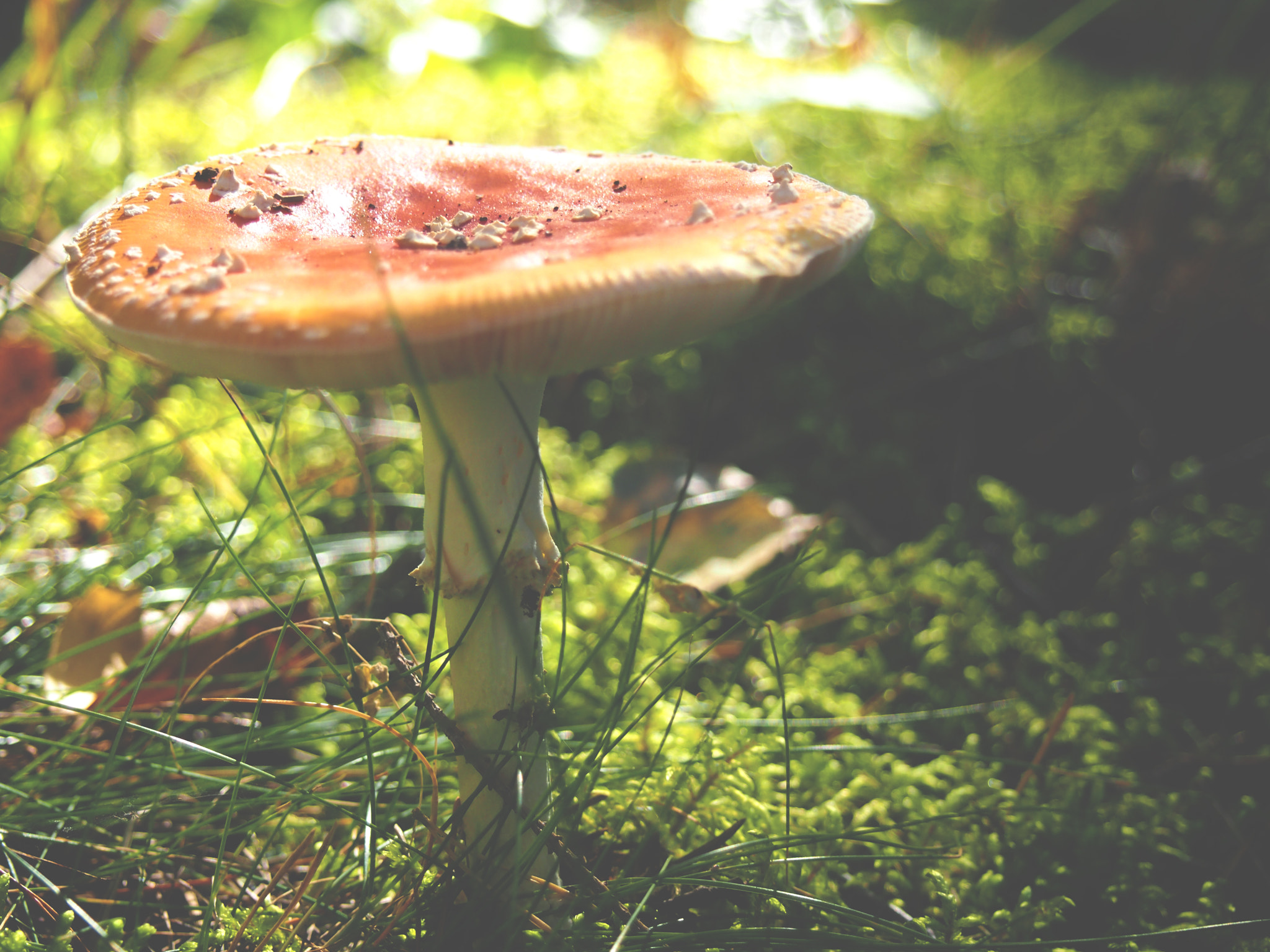 Olympus PEN E-PM1 sample photo. Mushroom photography