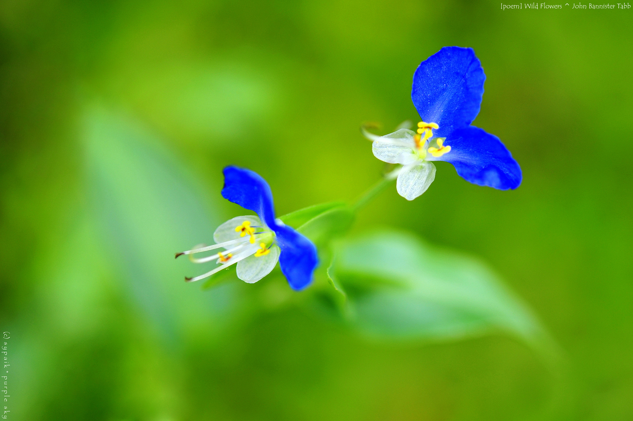 Nikon AF-S Micro-Nikkor 60mm F2.8G ED sample photo. Wild flowers iii photography