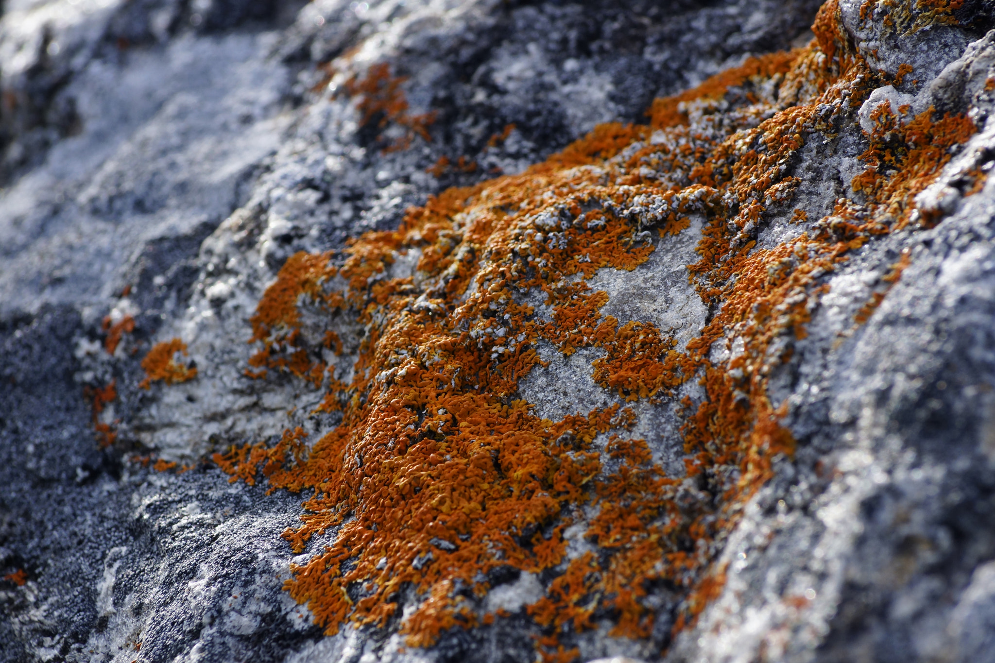 Sony SLT-A77 + Sony DT 55-200mm F4-5.6 SAM sample photo. The lichen photography