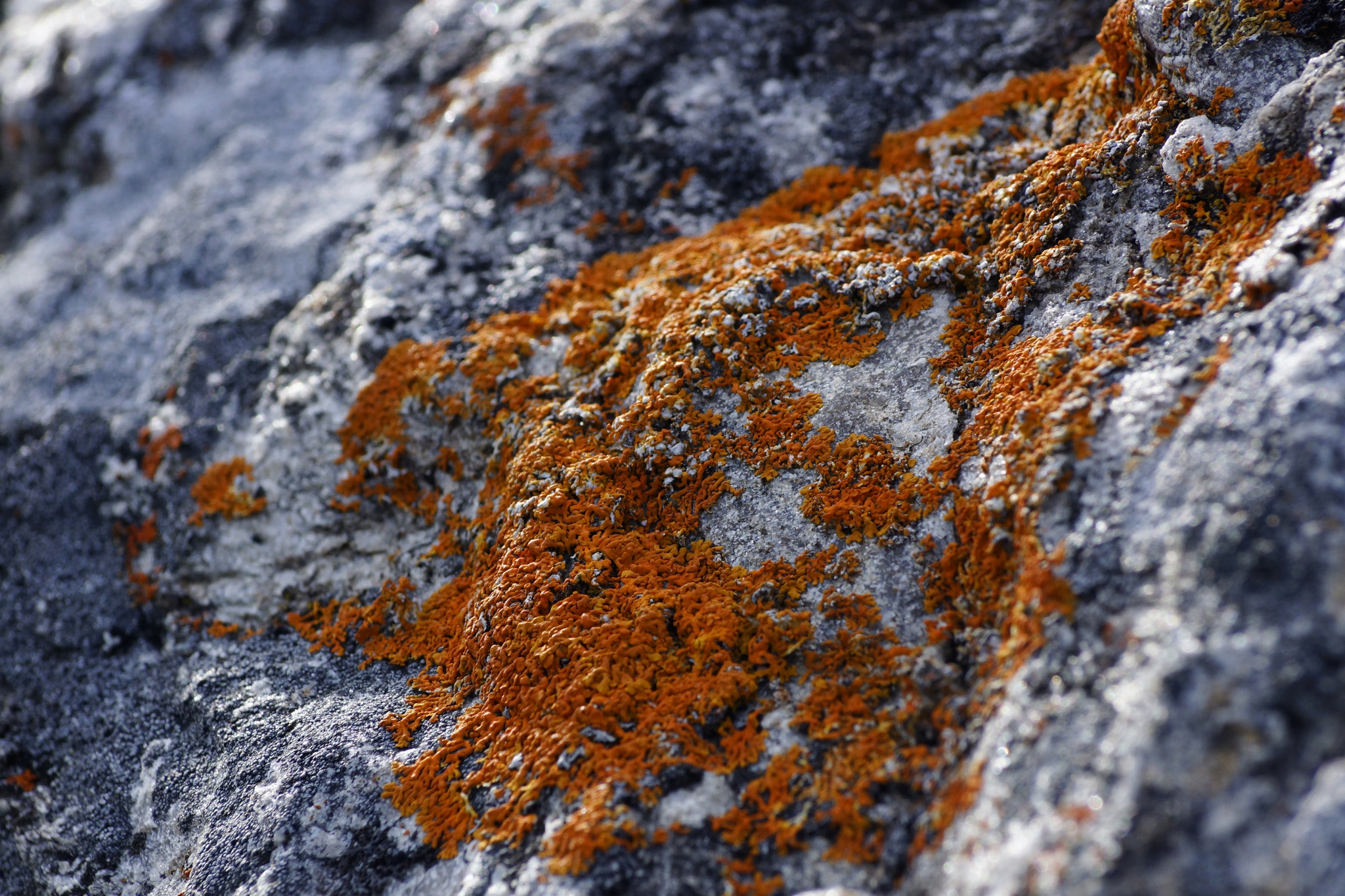 Sony DT 55-200mm F4-5.6 SAM sample photo. The lichen photography