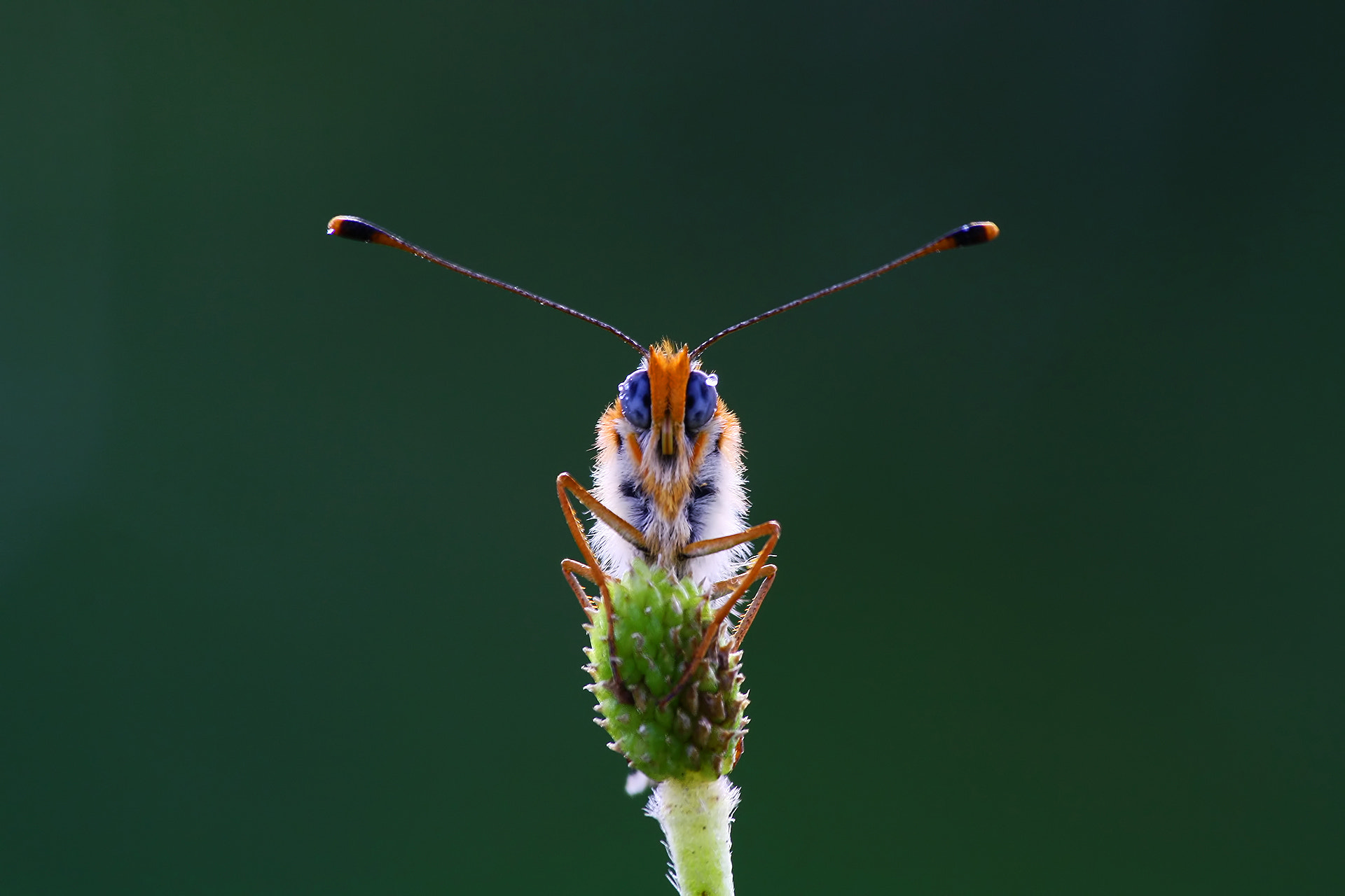 Sigma 70-300mm F4-5.6 APO DG Macro sample photo. Colors of nature photography