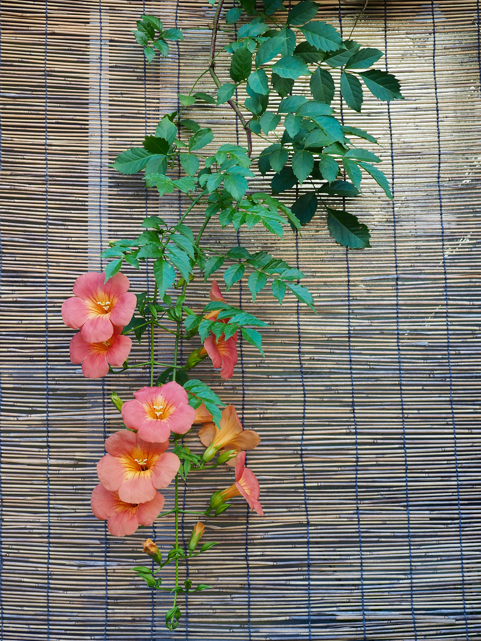 Olympus M.Zuiko Digital ED 12-40mm F2.8 Pro sample photo. Chinese trumpet creeper on sudare photography