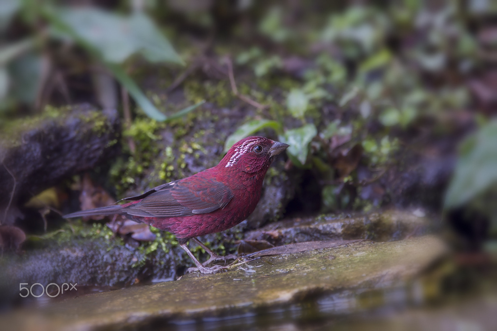 Nikon AF-S Nikkor 600mm F4E FL ED VR sample photo. Vinaceous rosefinch (m) photography
