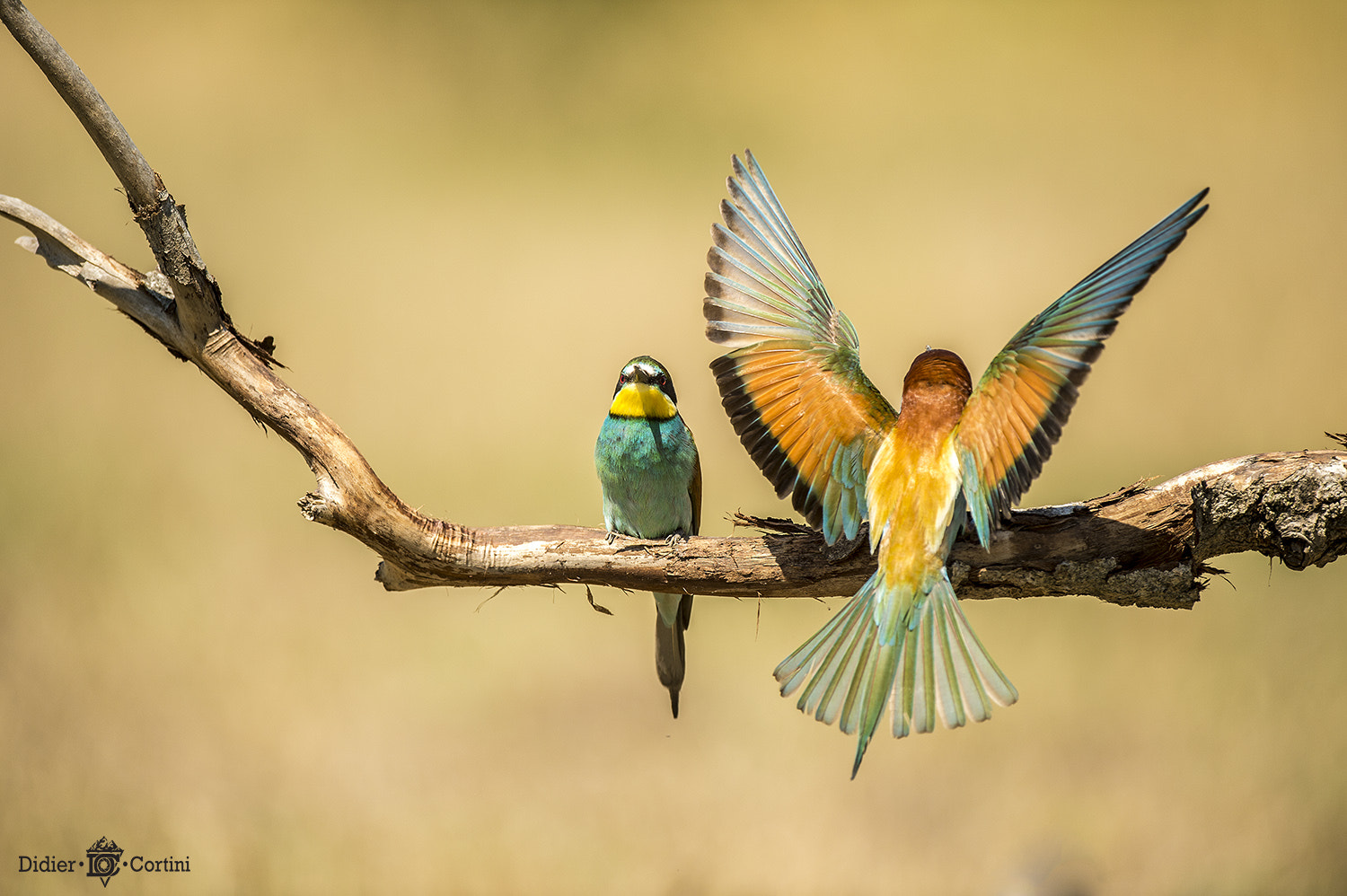 Nikon D4S + Nikon AF-S Nikkor 500mm F4G ED VR sample photo. Translation missing photography