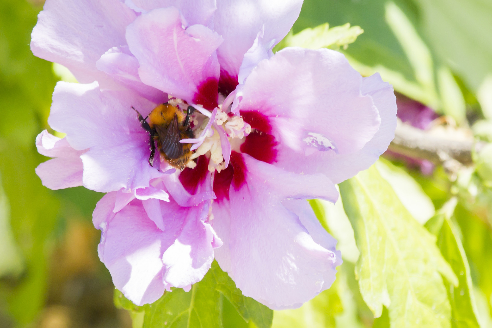 Canon EF-S 55-250mm F4-5.6 IS STM sample photo. Bumblebee photography