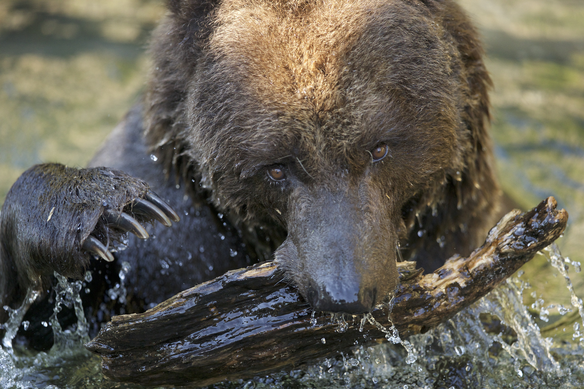 Canon EOS-1D X + Canon EF 300mm F2.8L IS II USM sample photo. Brown bear in action photography