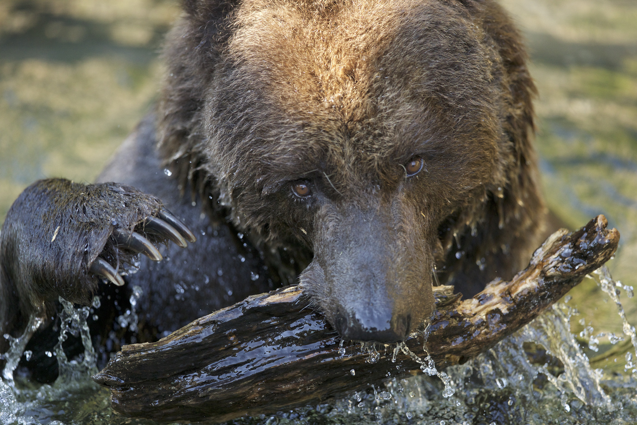 Canon EF 300mm F2.8L IS II USM sample photo. Brown bear in action photography