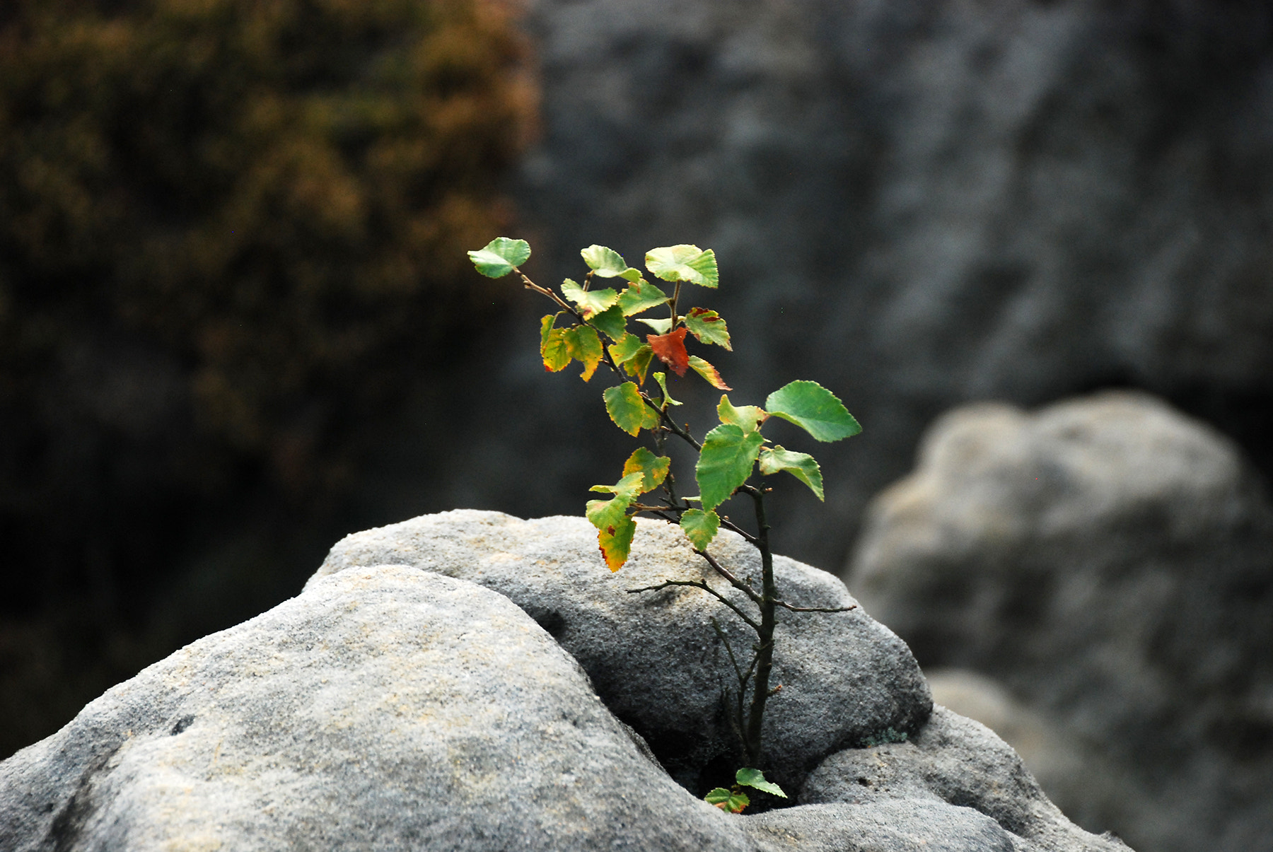 Nikon D80 sample photo. Green is over photography