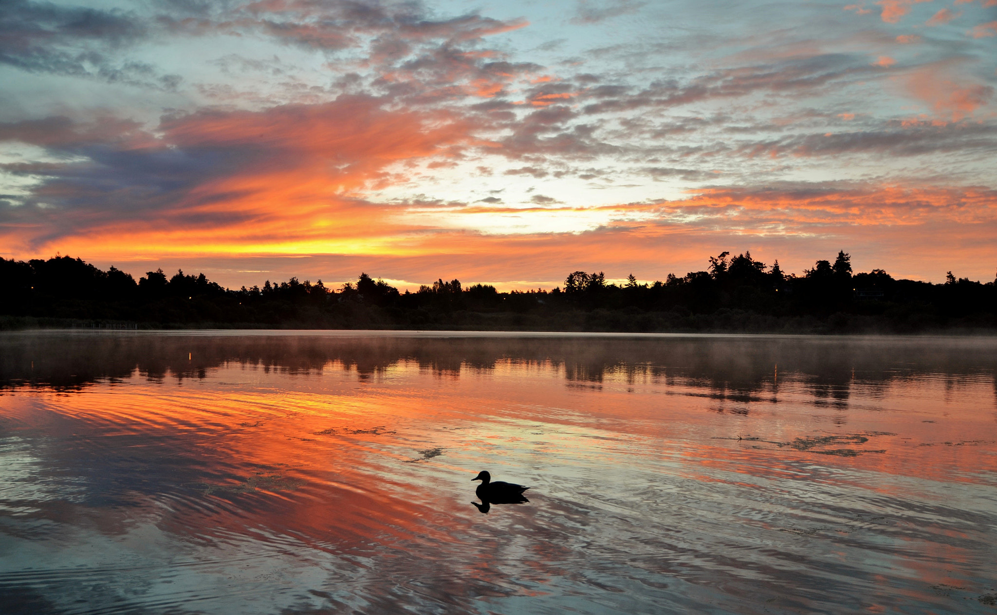 Sigma 17-70mm F2.8-4 DC Macro OS HSM sample photo. Solitary mallard and morning sunrise on swanlake photography