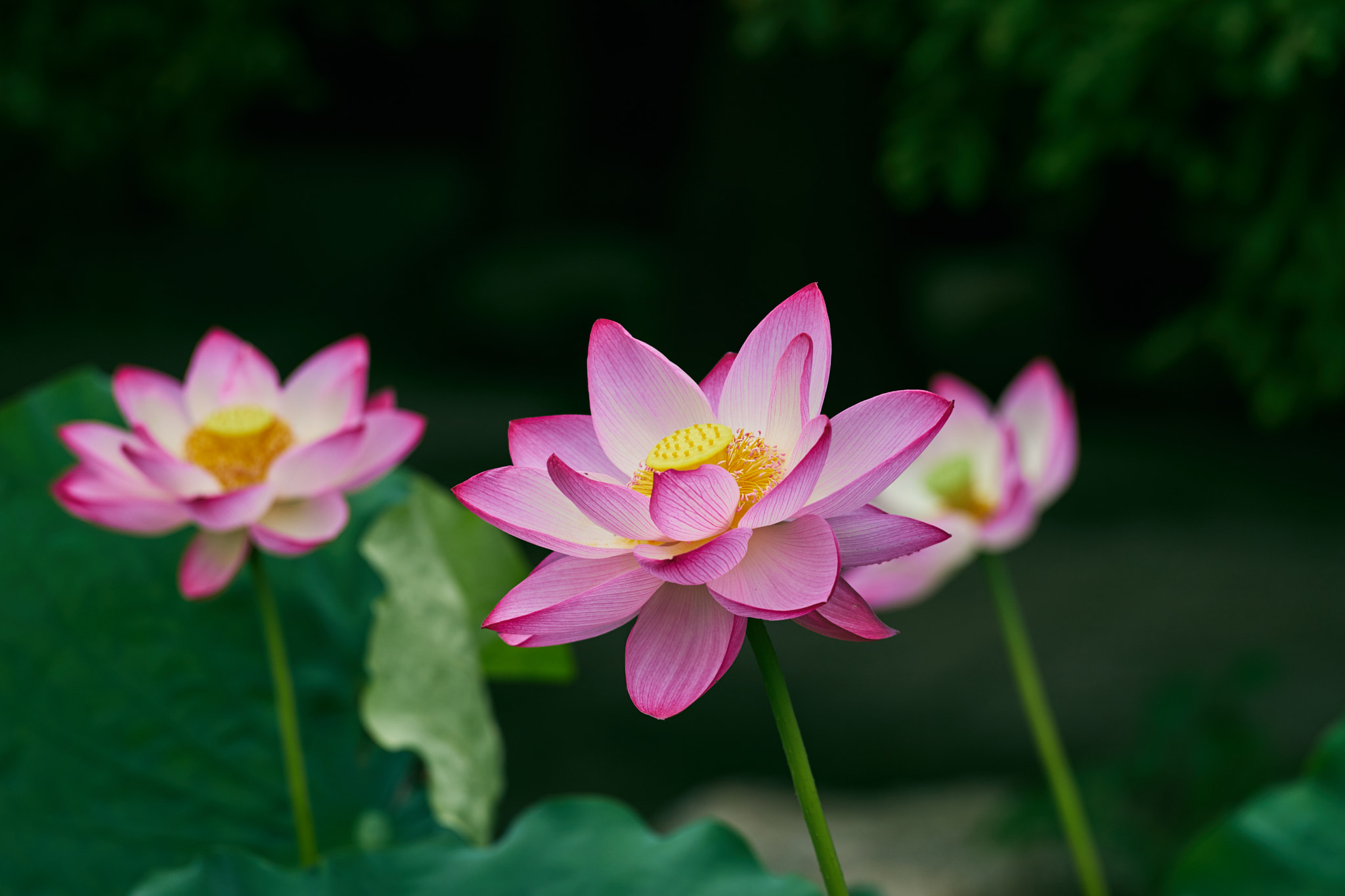 0mm F0 SAM sample photo. Dsc photography