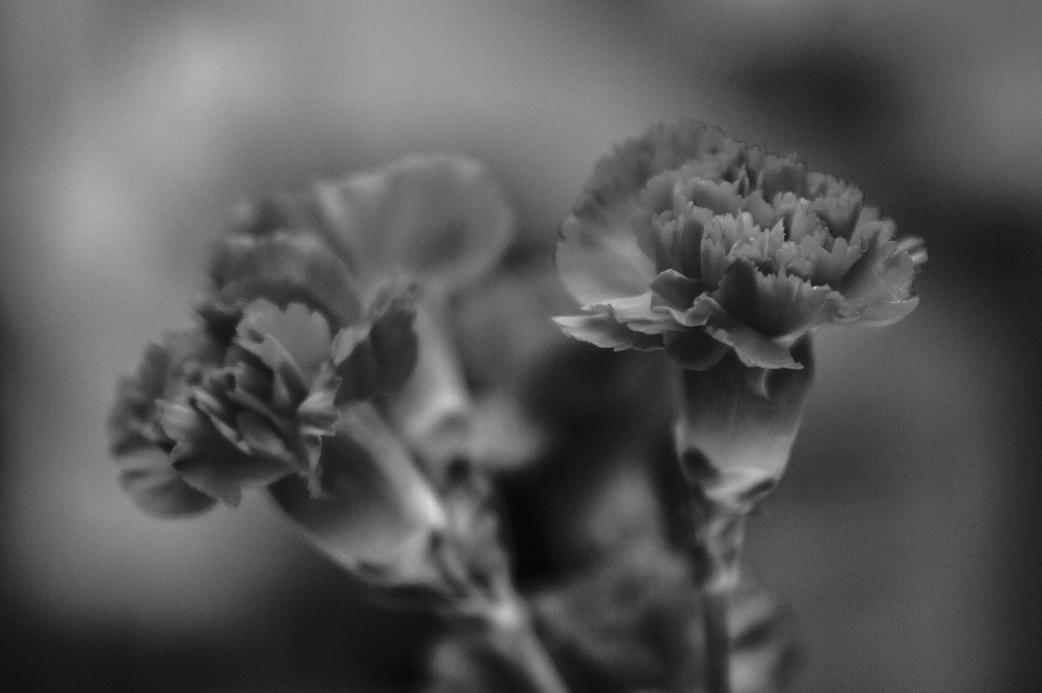 Tamron SP 24-70mm F2.8 Di VC USD sample photo. Small world photography