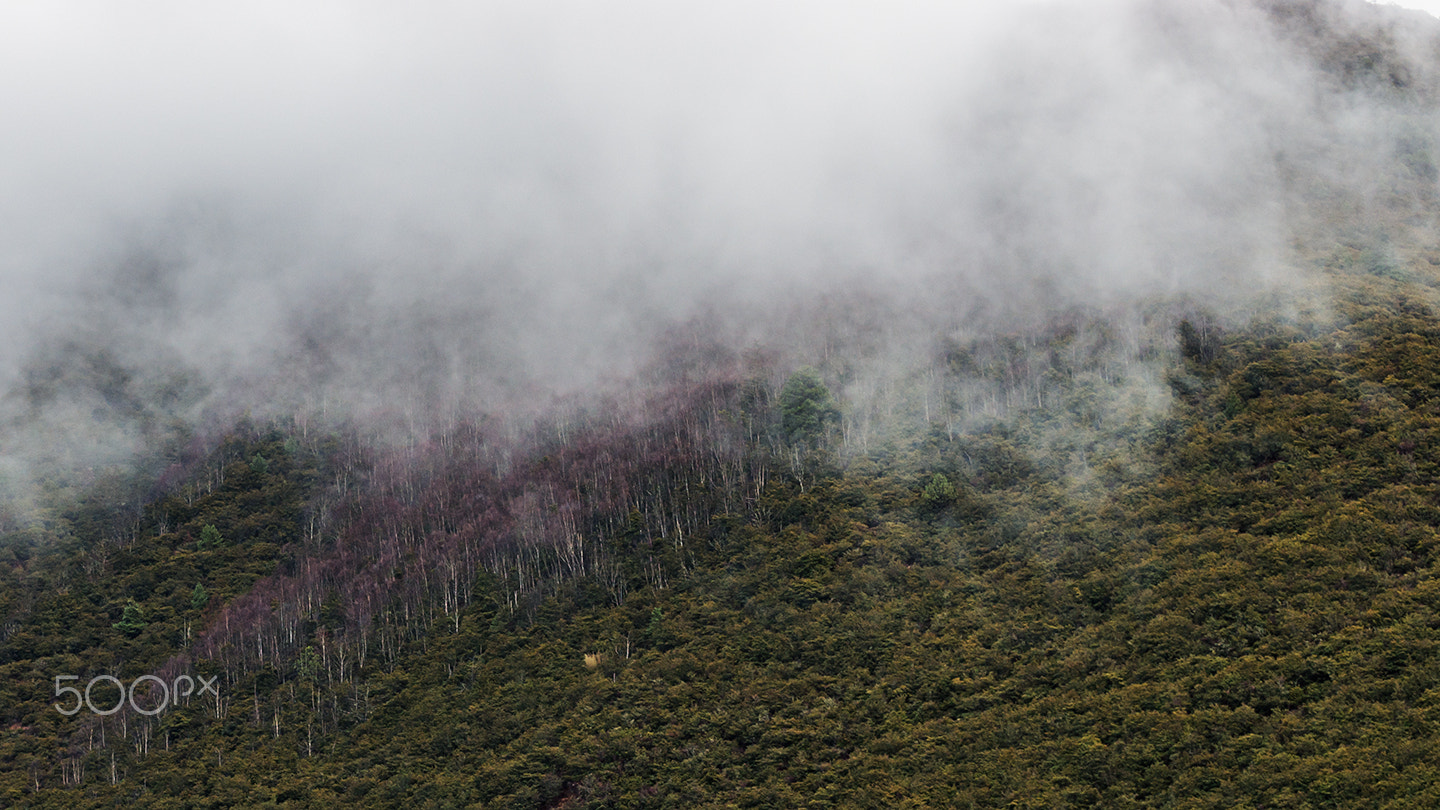 Sony a99 II + Minolta/Sony AF 70-200mm F2.8 G sample photo. Mysterious forest iii photography