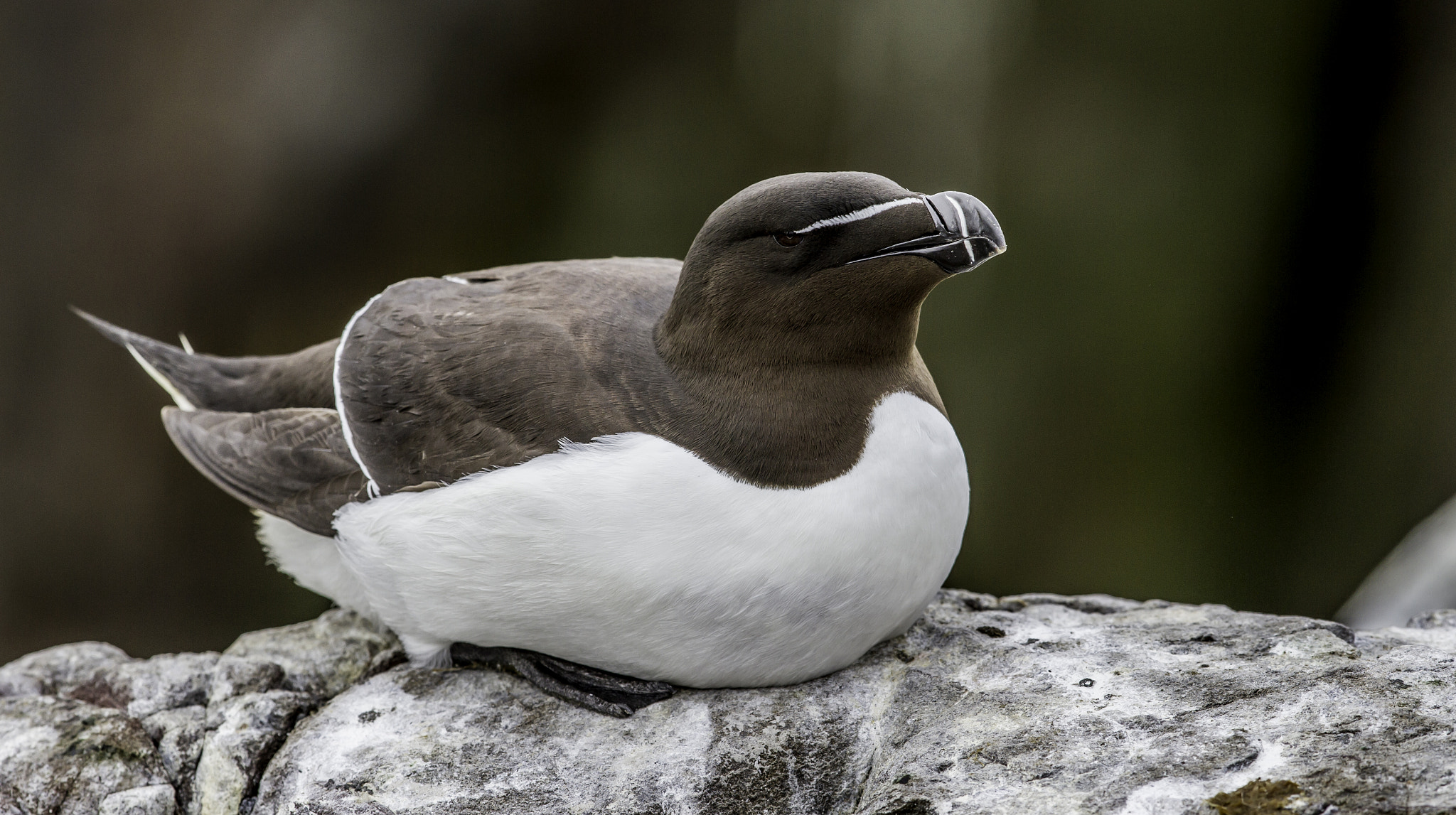 Canon EF 300mm F2.8L IS II USM sample photo. Razorbill photography