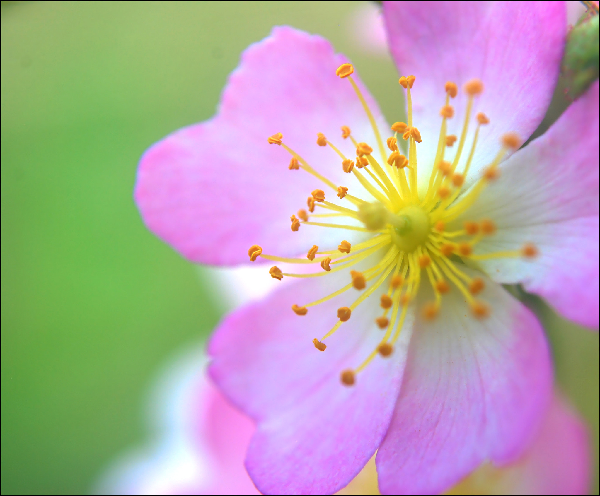 Nikon D40X sample photo. Blossom photography