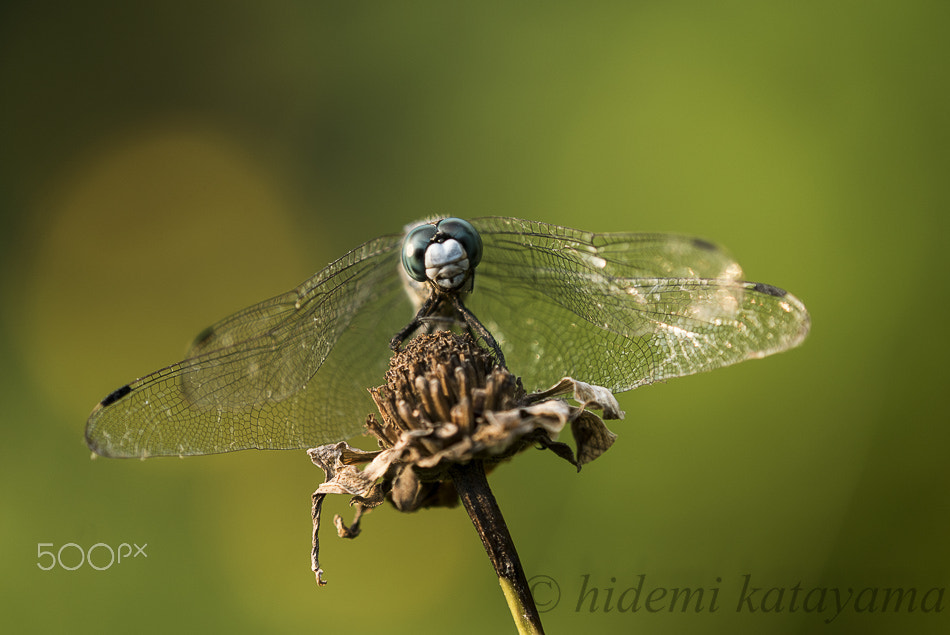 Sony a7S + Tamron SP AF 180mm F3.5 Di LD (IF) Macro sample photo. Cute eyes of the dragonfly photography