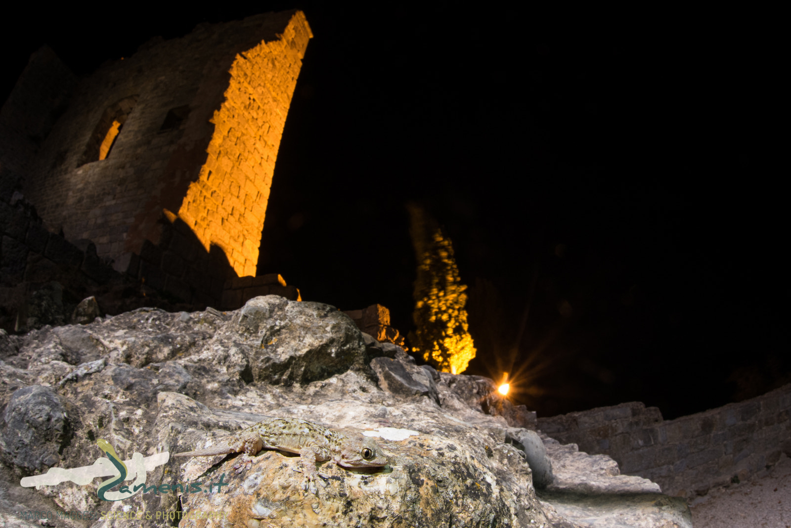 Nikon D810 + Sigma 15mm F2.8 EX DG Diagonal Fisheye sample photo. Moorish wall gecko (tarentola mauritanica) photography