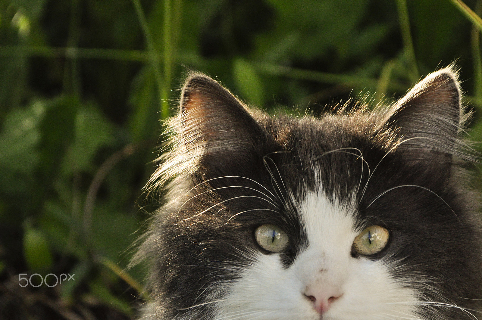 Sigma 18-200mm F3.5-6.3 DC OS HSM sample photo. The staring cat photography