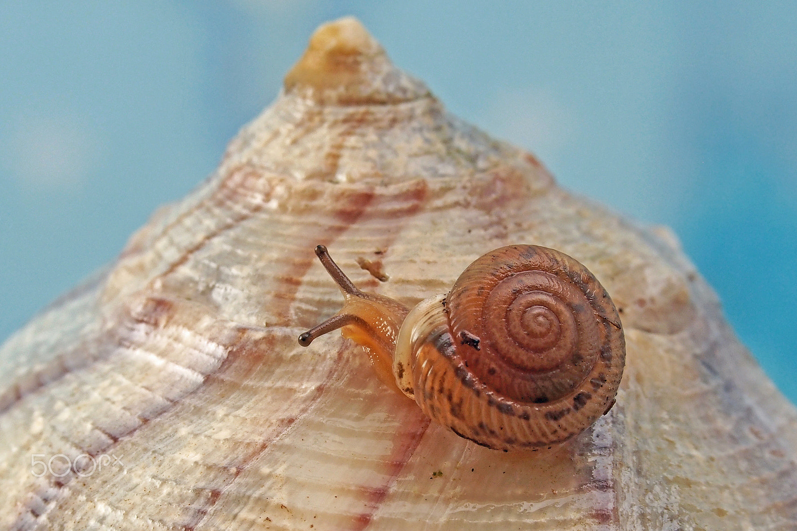 Olympus PEN E-PL5 sample photo. Snail and seashell photography