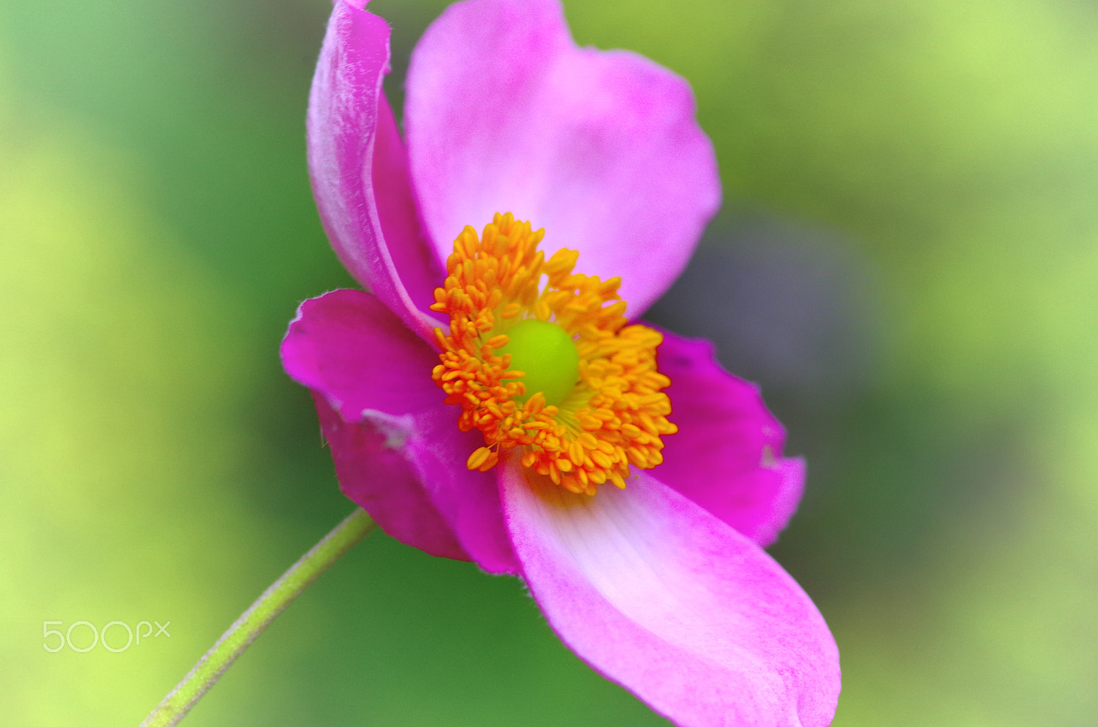 Pentax smc D-FA 100mm F2.8 Macro WR sample photo. Japanese anemone  シュウメイギク (ピンク) photography