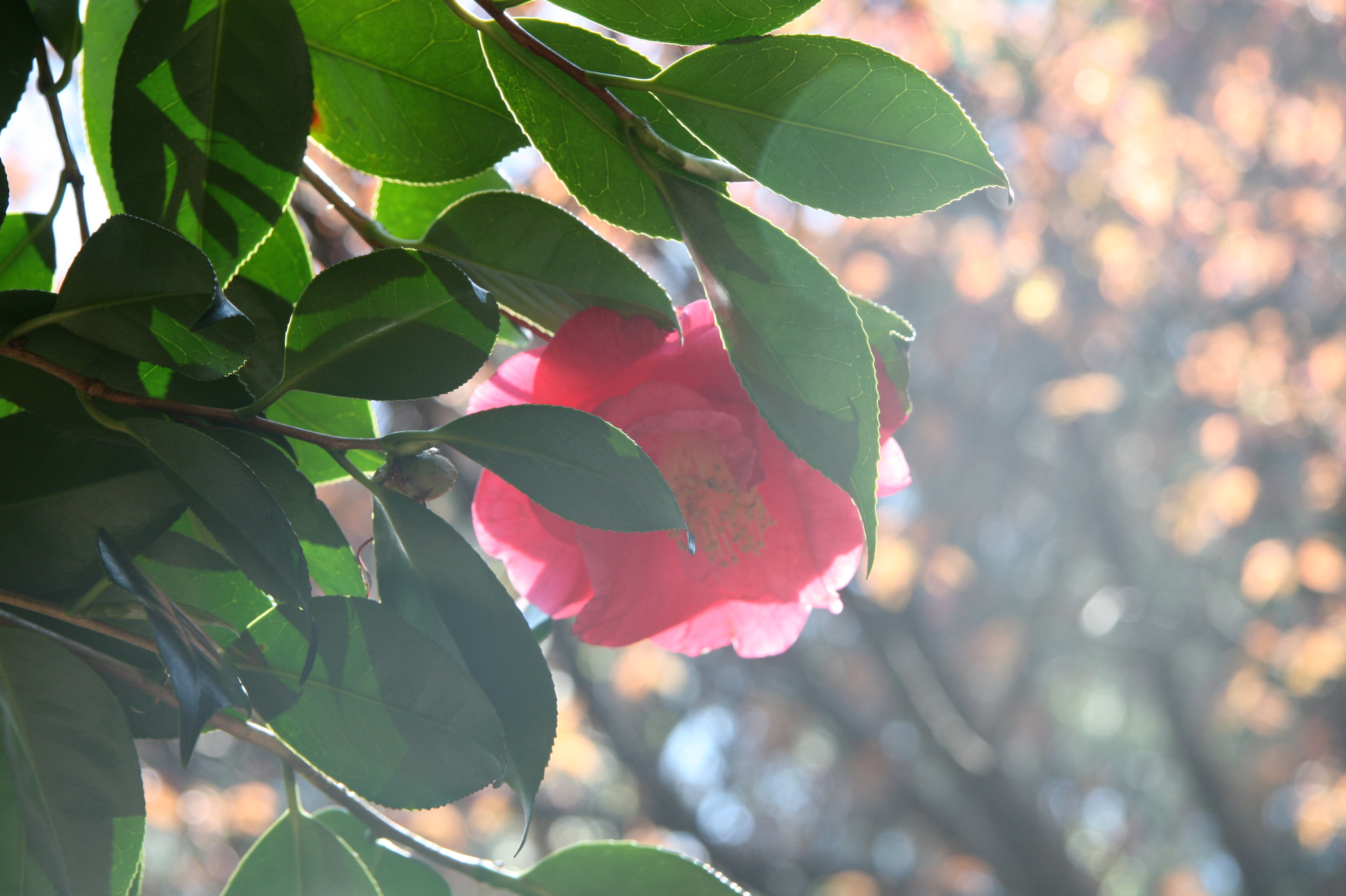 Canon EF-S 17-85mm F4-5.6 IS USM sample photo. ＃lightdrops on a rose photography