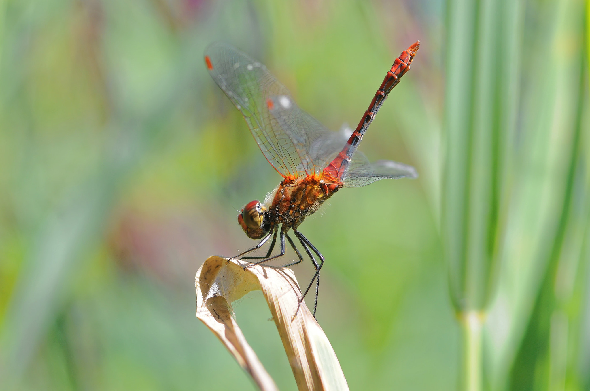 Nikon D300S + Sigma 105mm F2.8 EX DG Macro sample photo. Libellule sympetrum sanguineum photography