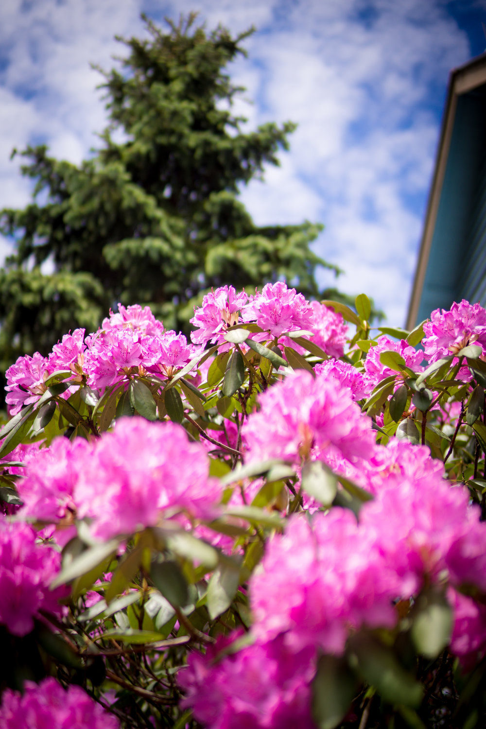 Sony Alpha NEX-7 + Sigma 30mm F1.4 DC DN | C sample photo. "rhododendron & fir" #photojambo photography