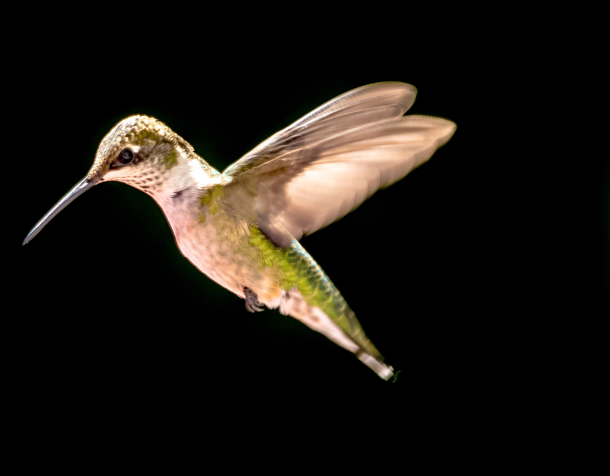 Canon EOS 6D + Canon EF 70-200mm F2.8L IS II USM sample photo. Suspended by beauty! photography