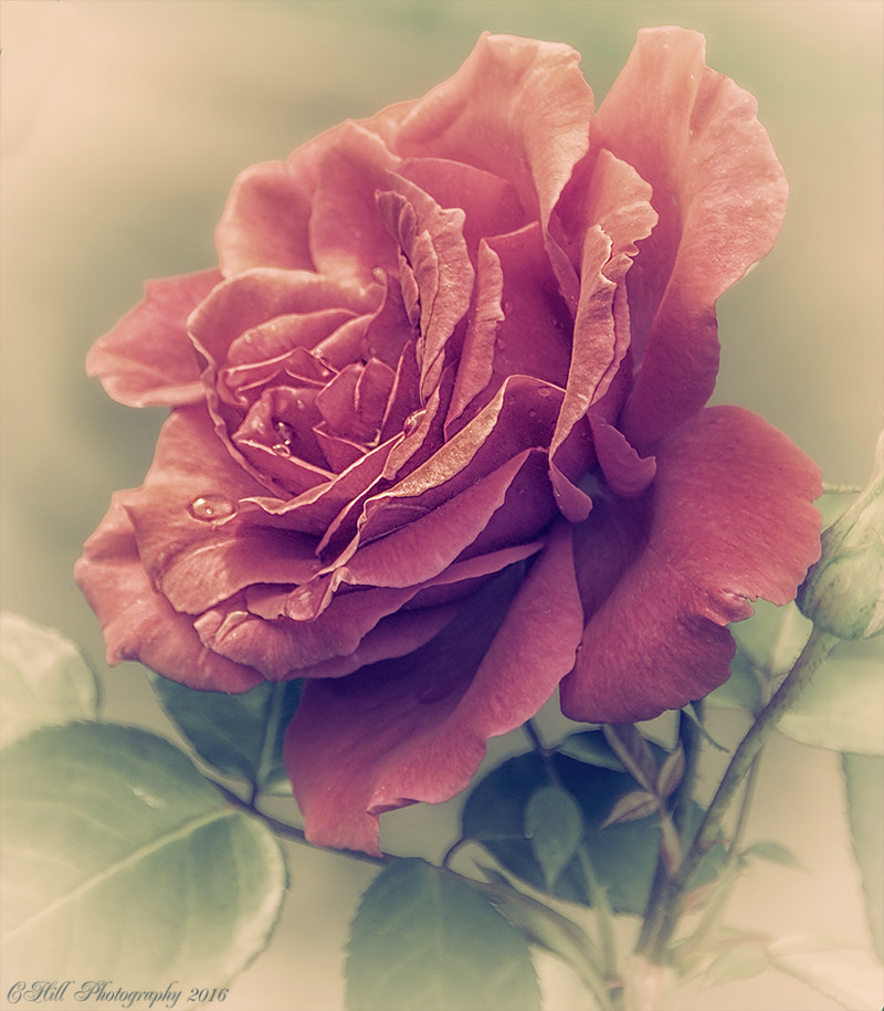 Sigma 18-250mm F3.5-6.3 DC OS HSM sample photo. Rose photography