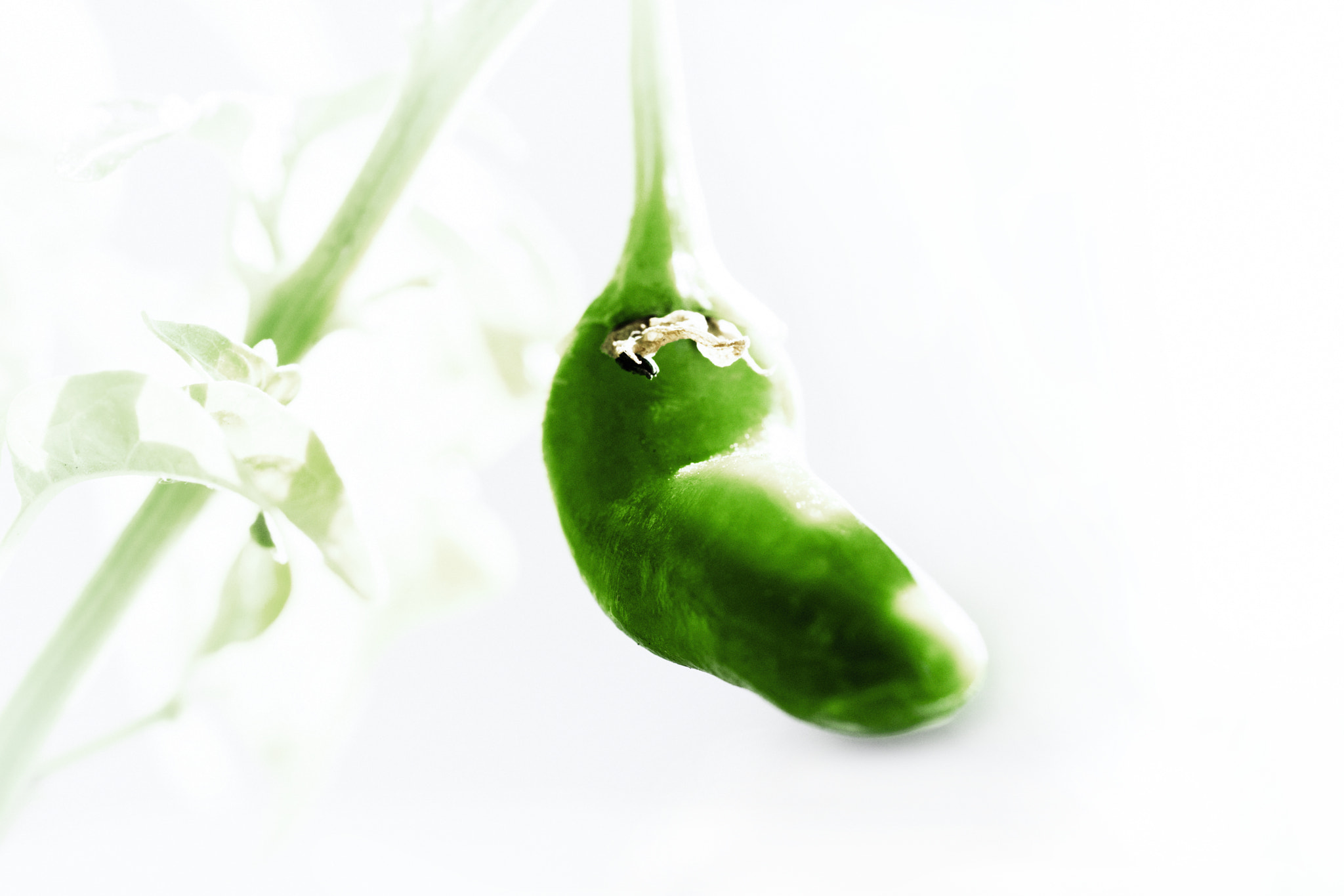 Nikon AF-S DX Micro Nikkor 40mm F2.8 sample photo. Habanero - chili photography