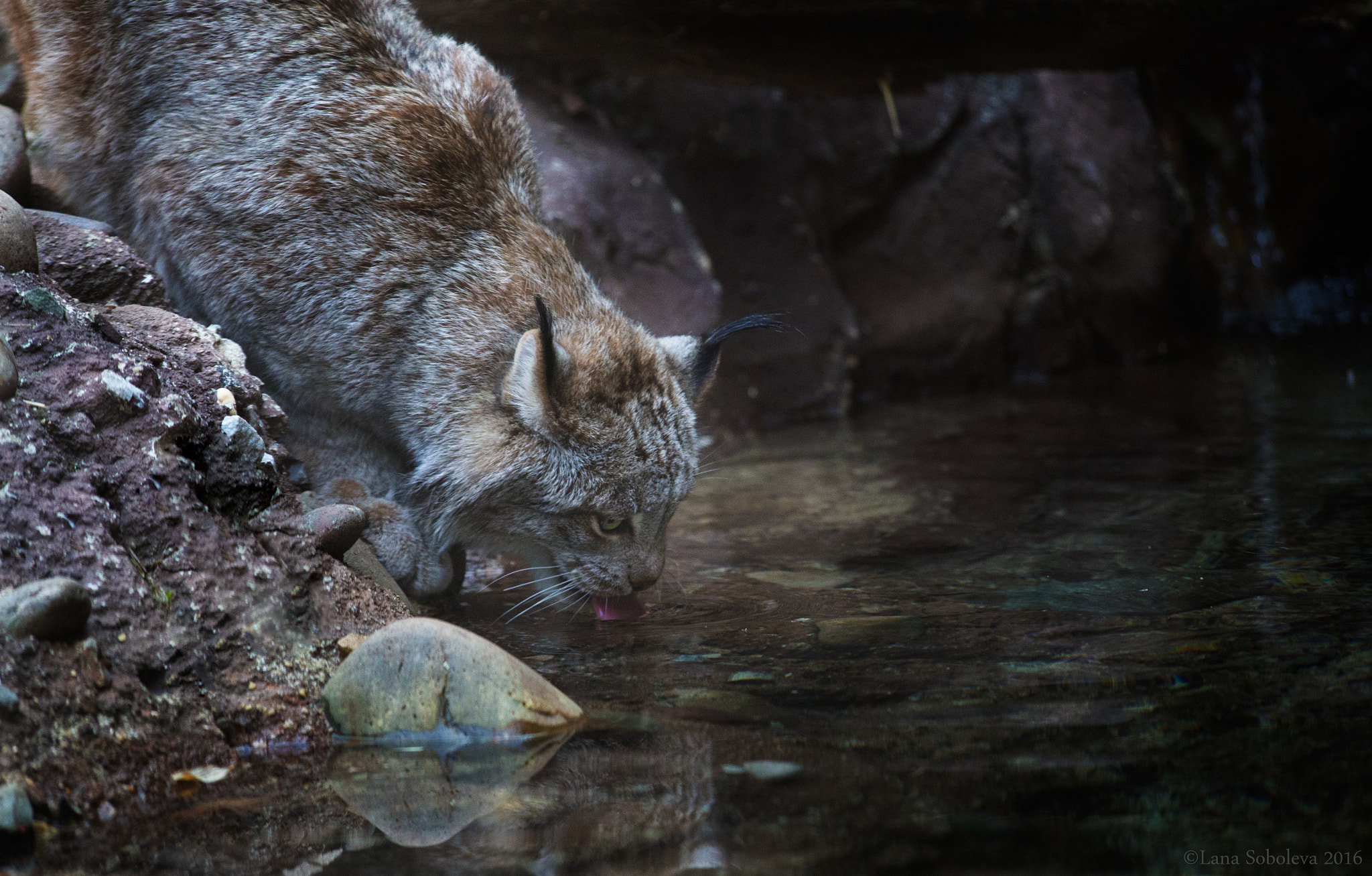 Canon EF 70-300mm F4-5.6 IS USM sample photo. Thirsty lynx photography